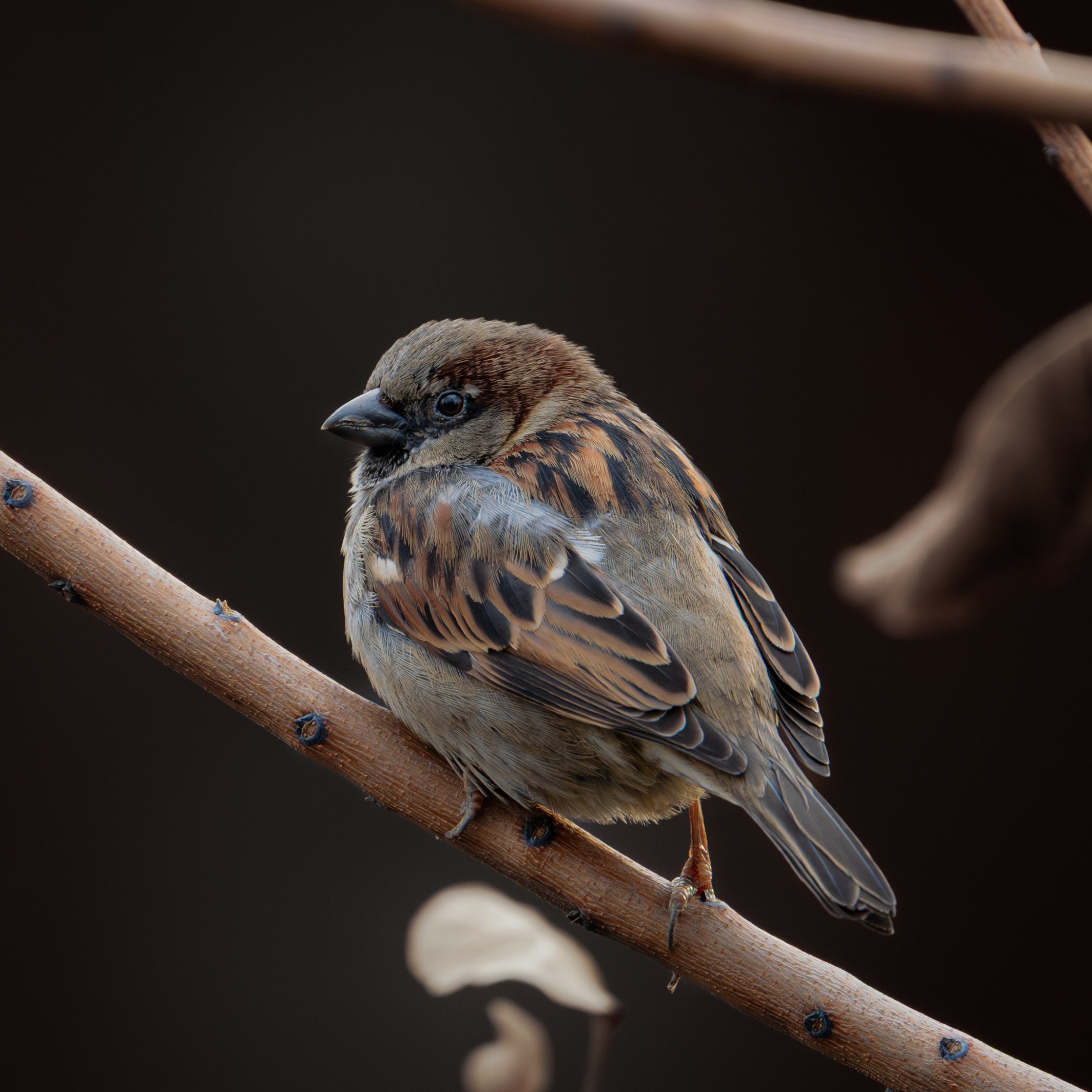 DSC_0239.JPG