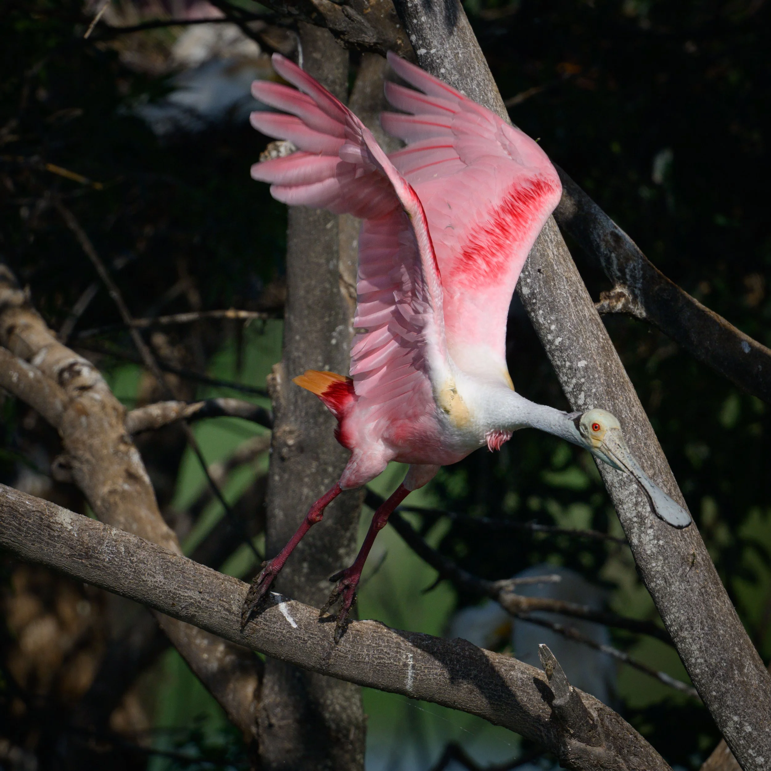 DSC_2913.jpg