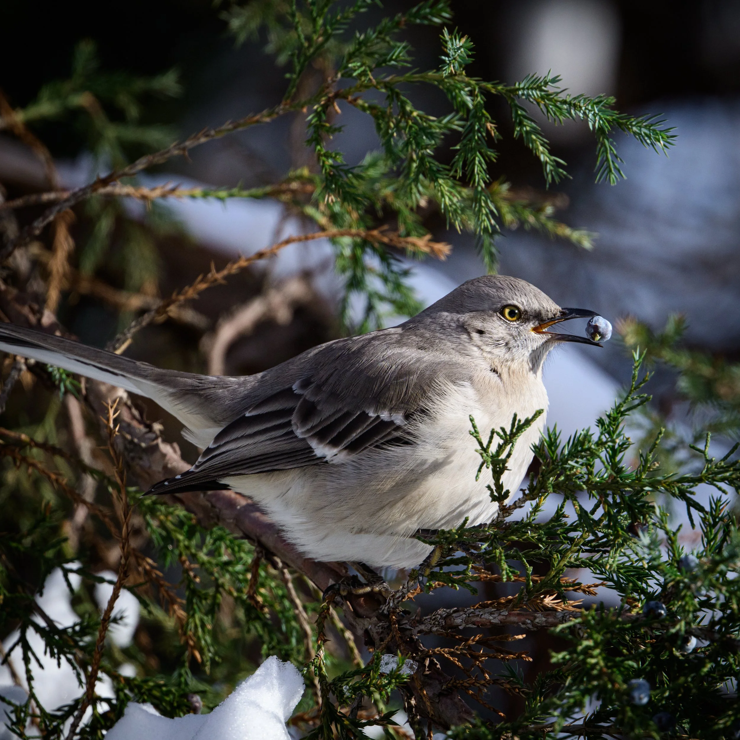 DSC_1569.JPG