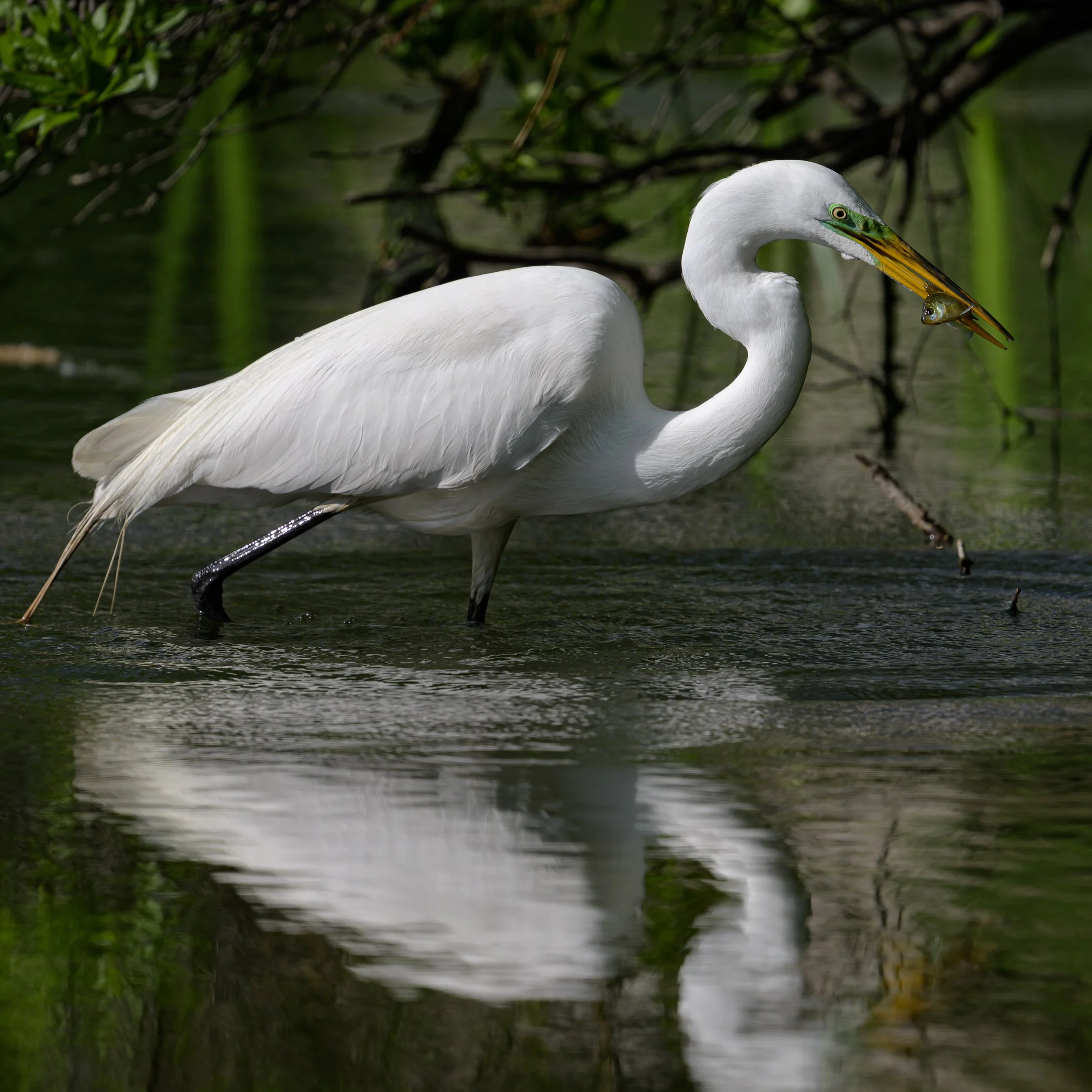 DSC_4931.JPG