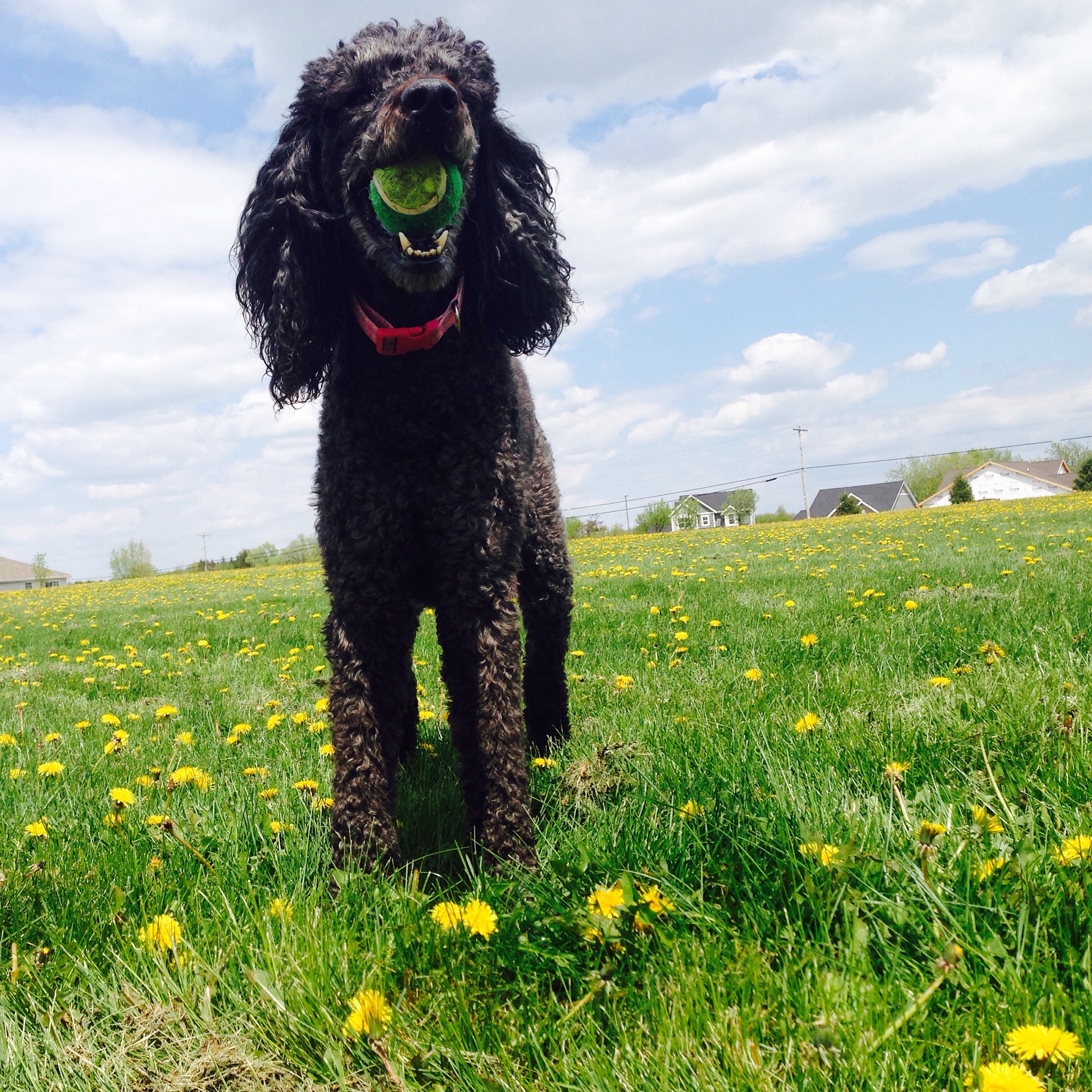 (Sophie, my birthday present to myself 9 years ago when everyone told me not to get a puppy. Best. Decision. Ever.)