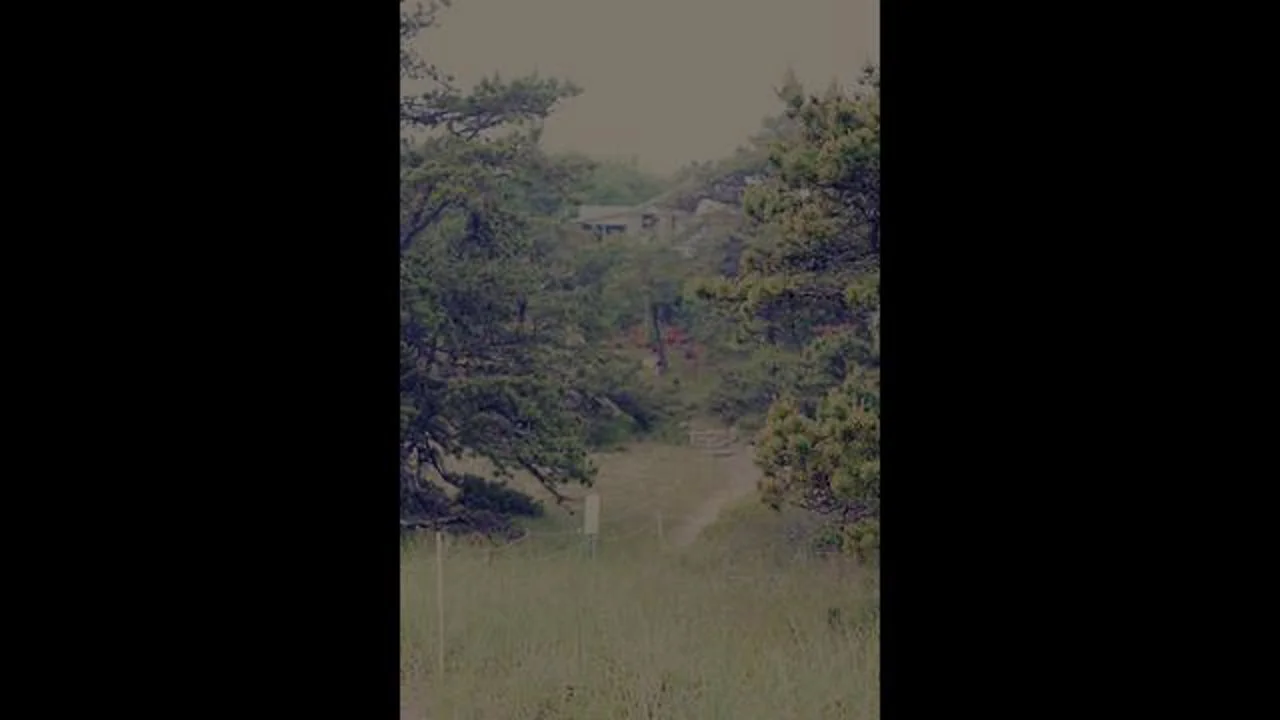 Shana & Zafer Wedding