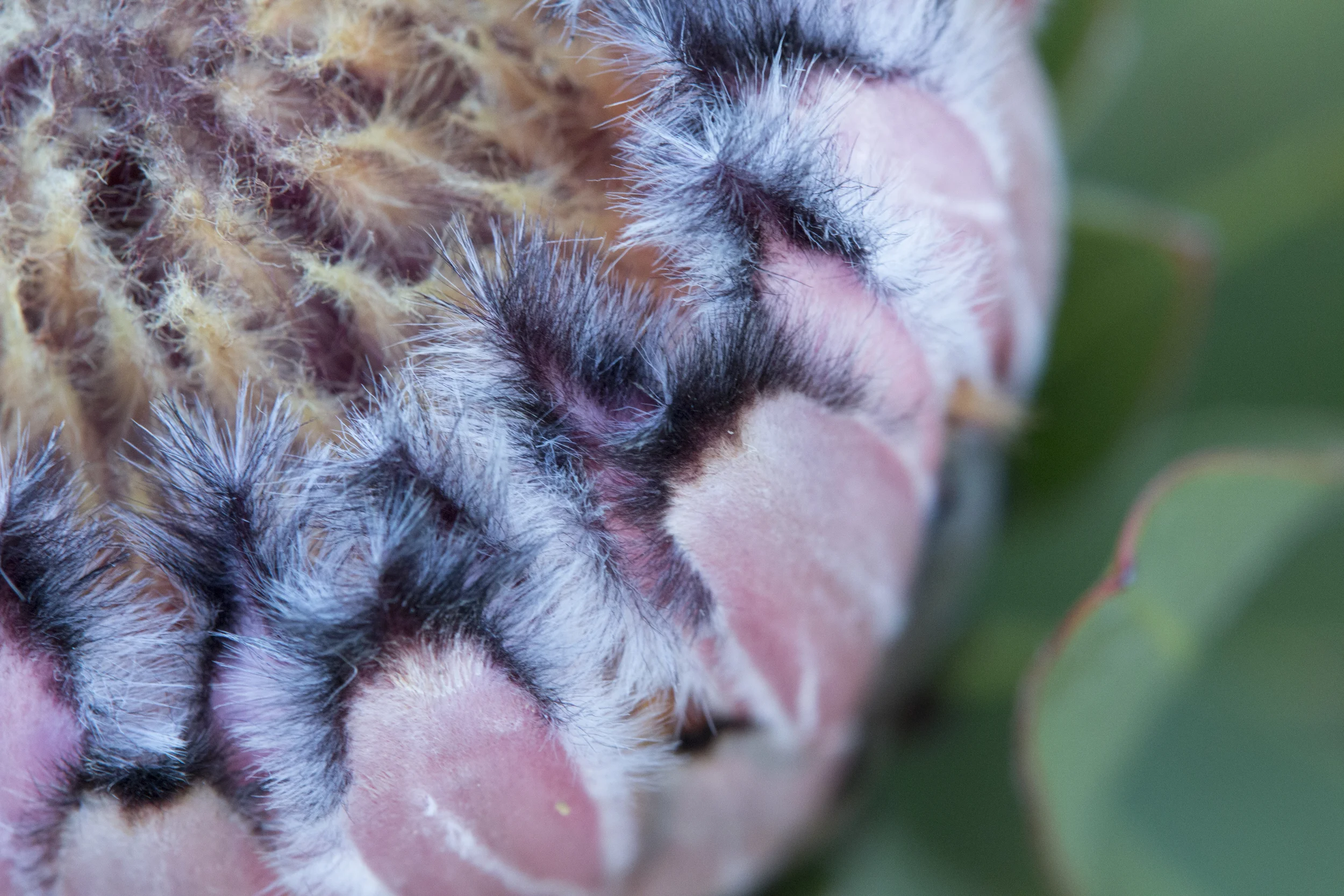 macrofur.jpg
