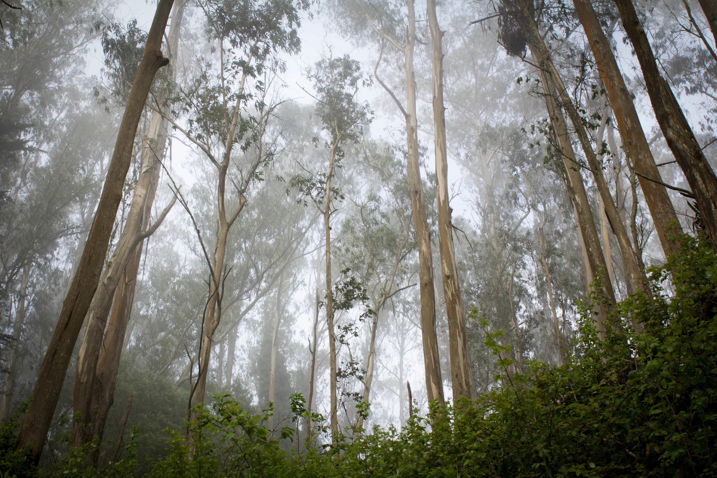 trees.jpg