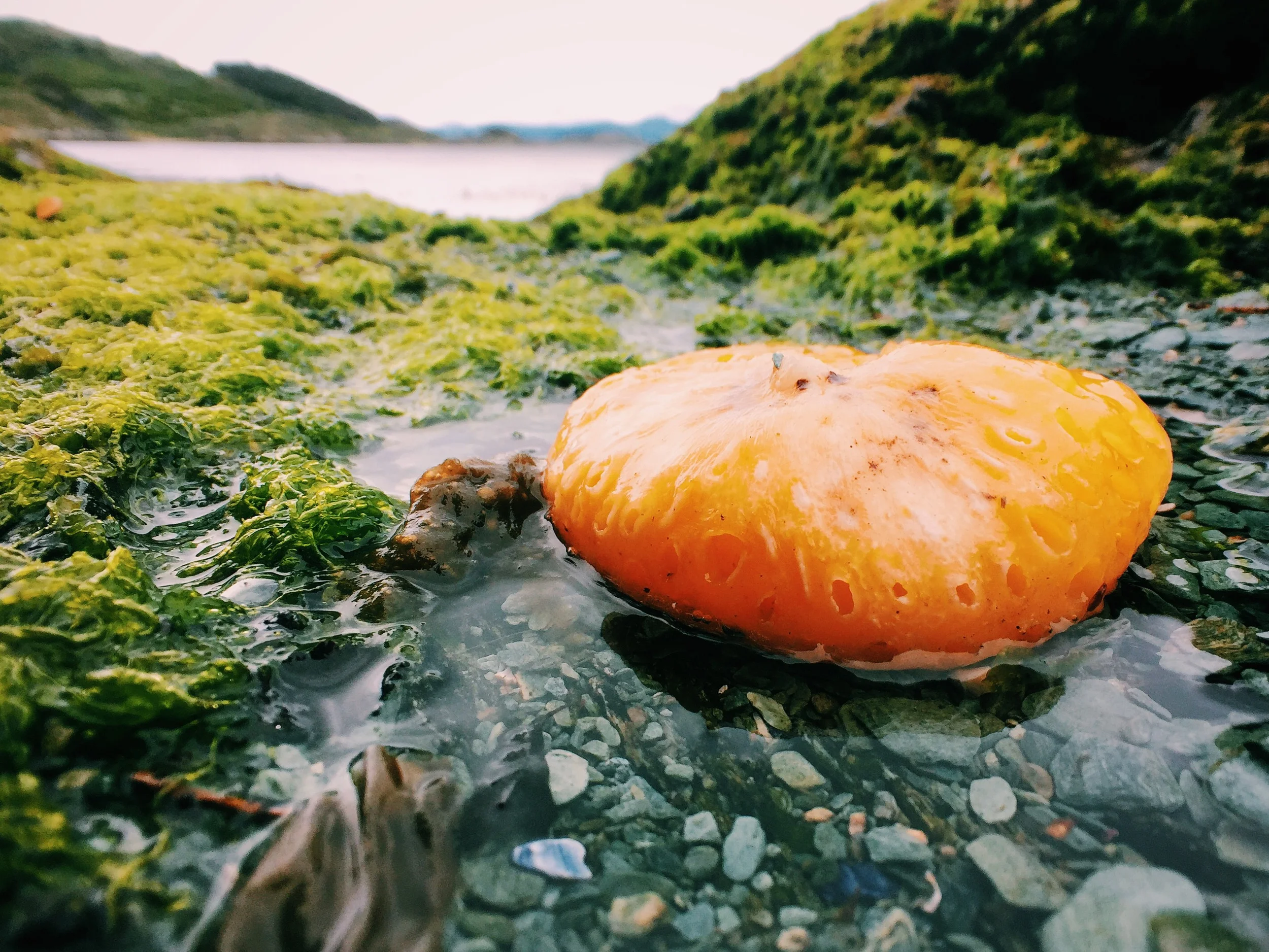 Pan del Indio (Indian bread) tree fungus that can be found all over Tierra del Fuego. This one fell from a tree and soaked up the sea