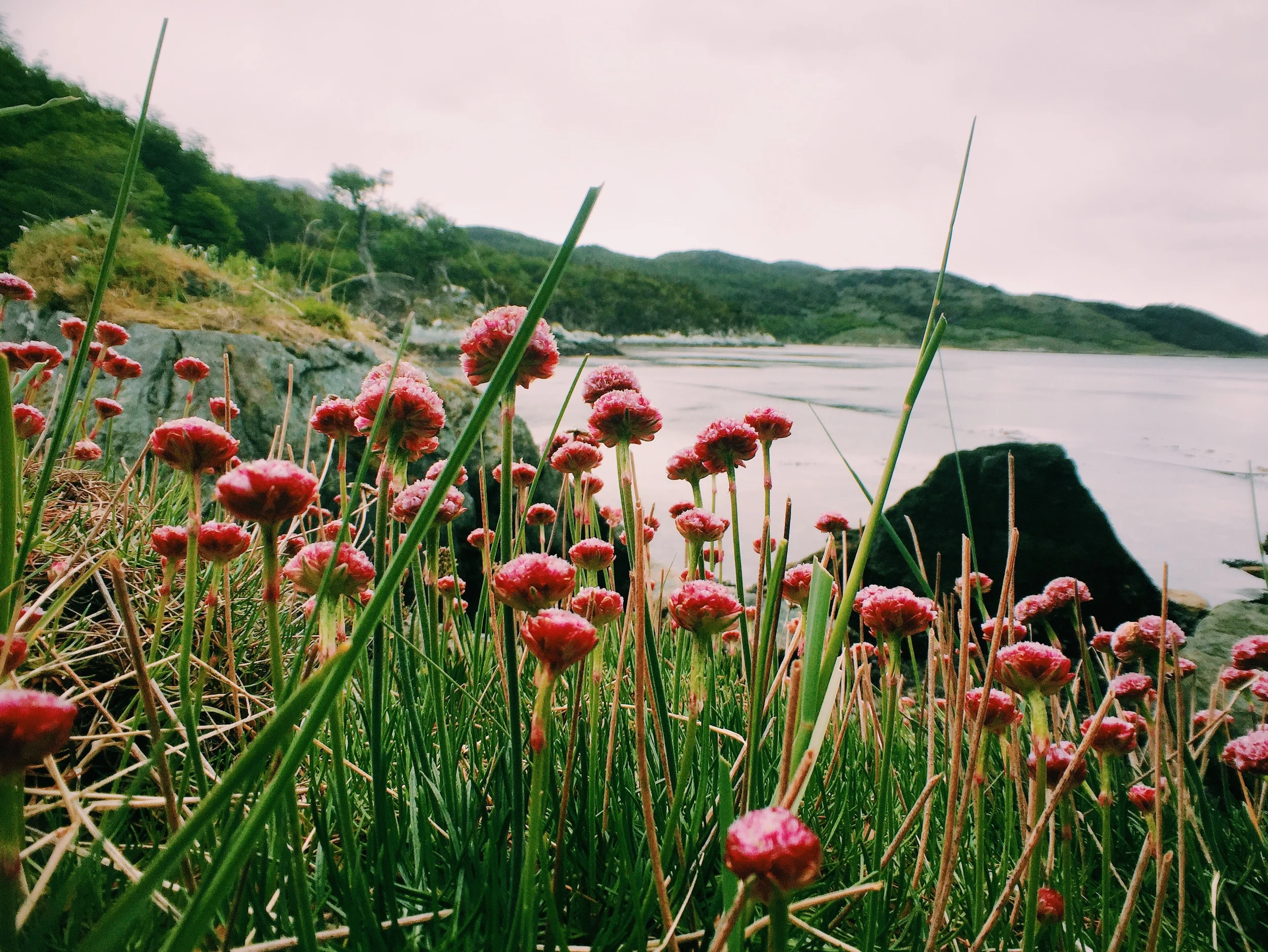 Pink flowers along the coast at Tierra del Fuego National Park
