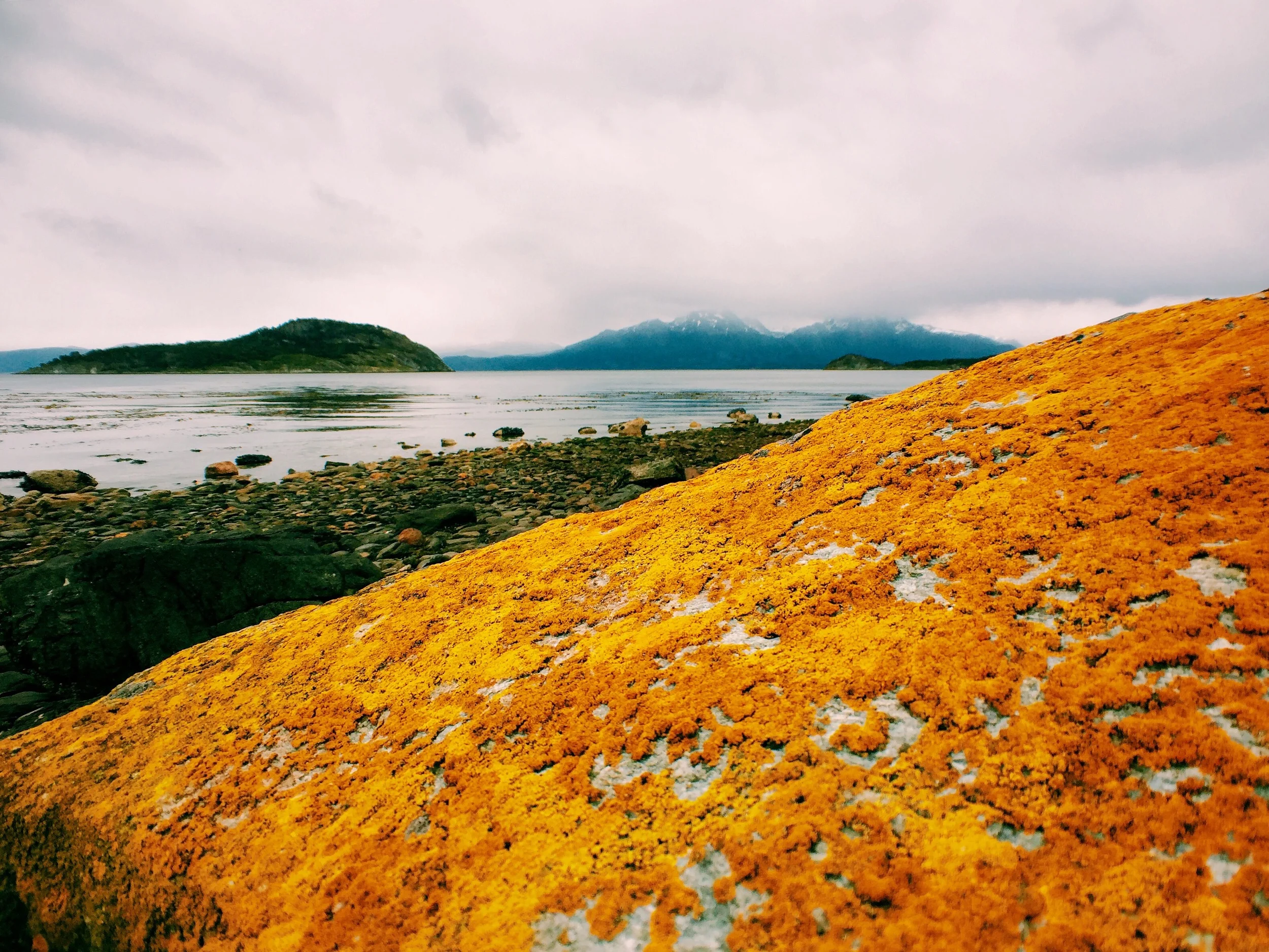 More incredible colors. The lichen at Tierra del Fuego sparkles against the gray skies.