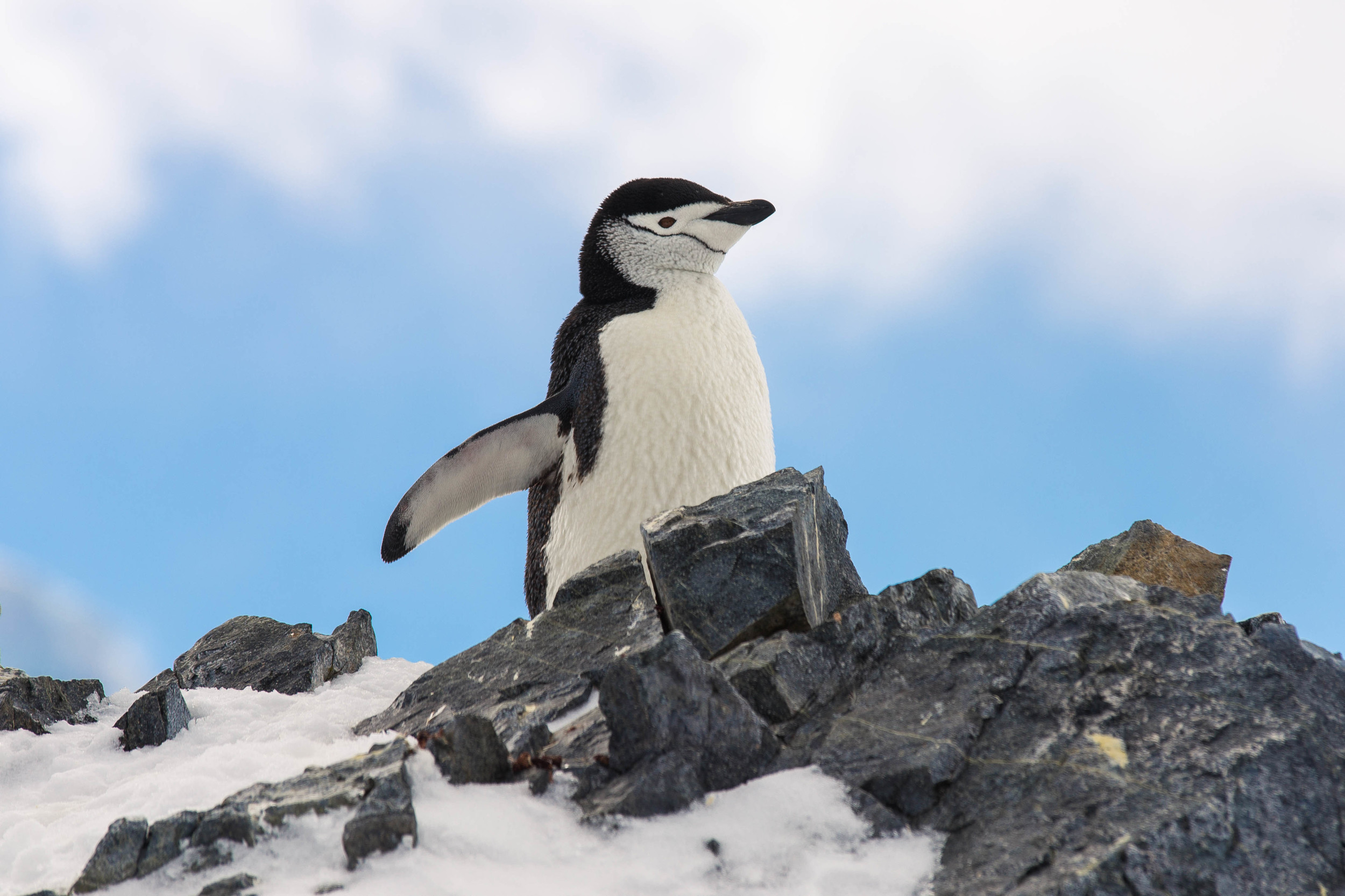 A proud chinstrap penguin watches over Orne Harbor. These guys are not afraid of people and it was such a delight getting fairly close to them, observing their behavior.