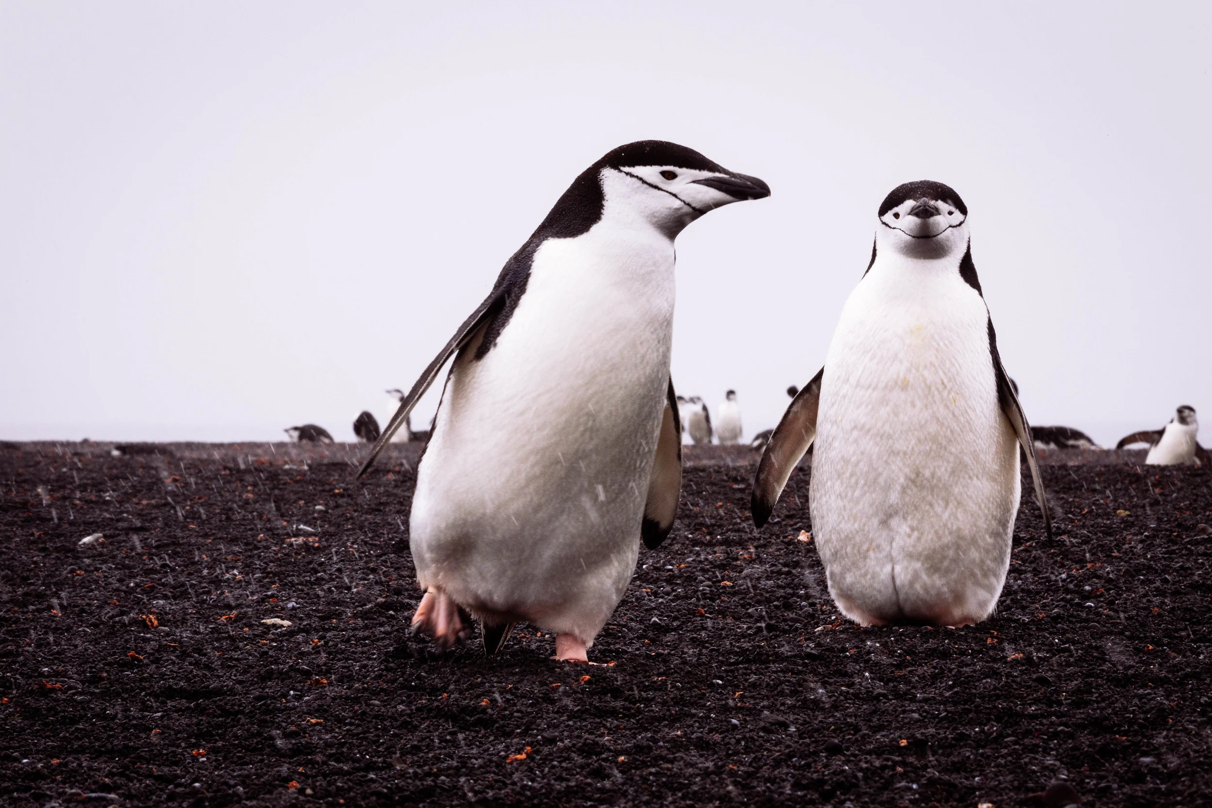 I feel incredibly lucky to have had the opportunity to visit Baily Head on Deception Island. It's a pretty tough beach landing with the shore completely exposed to the elements. Our expedition team was amazing, so of course they were able to get us there and allow us to spend so much time with an insane amount of chinstrap penguins on a snowy morning. Here's a curious pair who got up close for a while. I loved it.