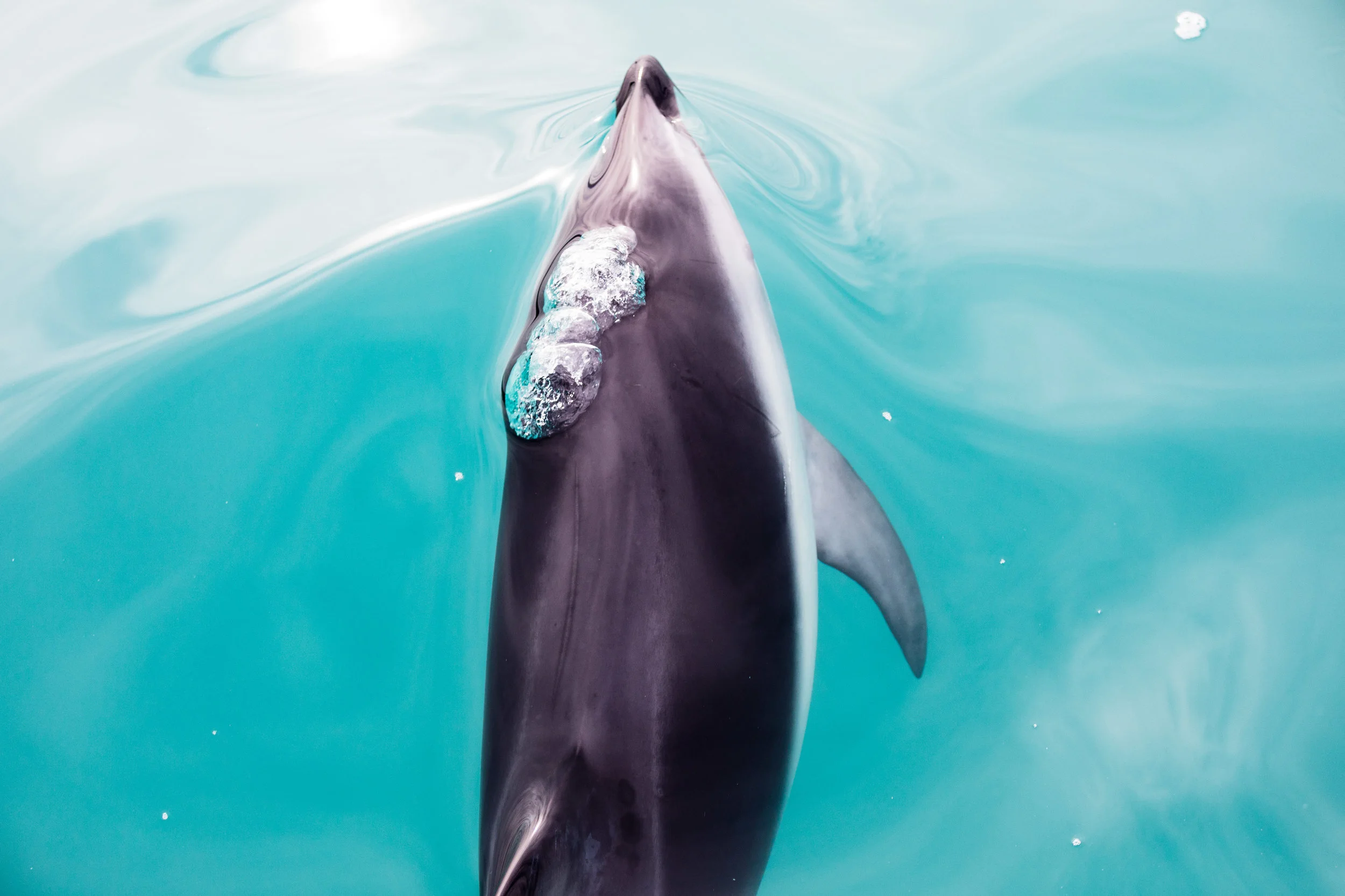 Swimming Dusky Dolphin Kairkoura, New Zealand