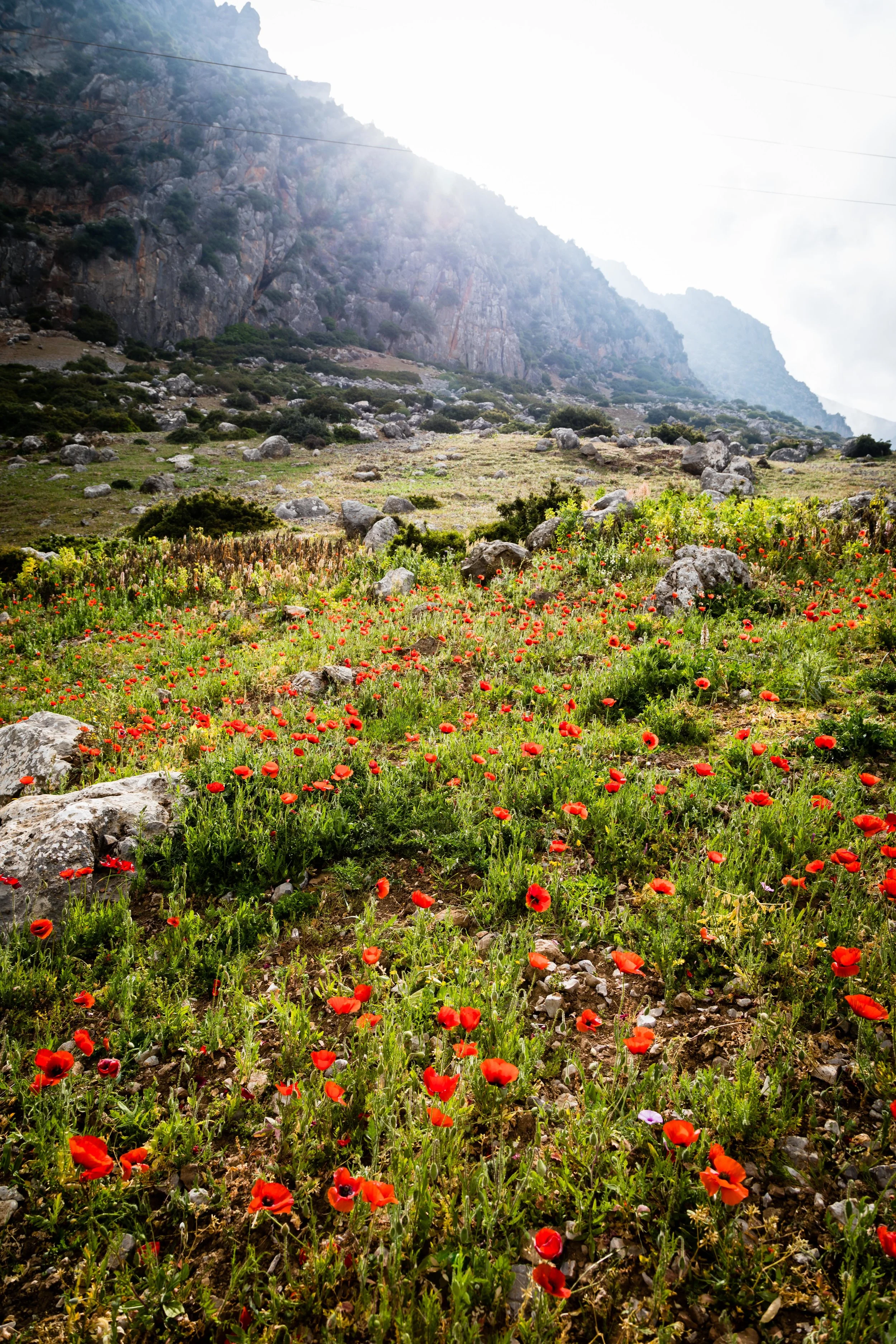 Mountain Side Poppy Fields Chefchaouen, Morocco Note: This shot is similar to the one requested, but not the same.
