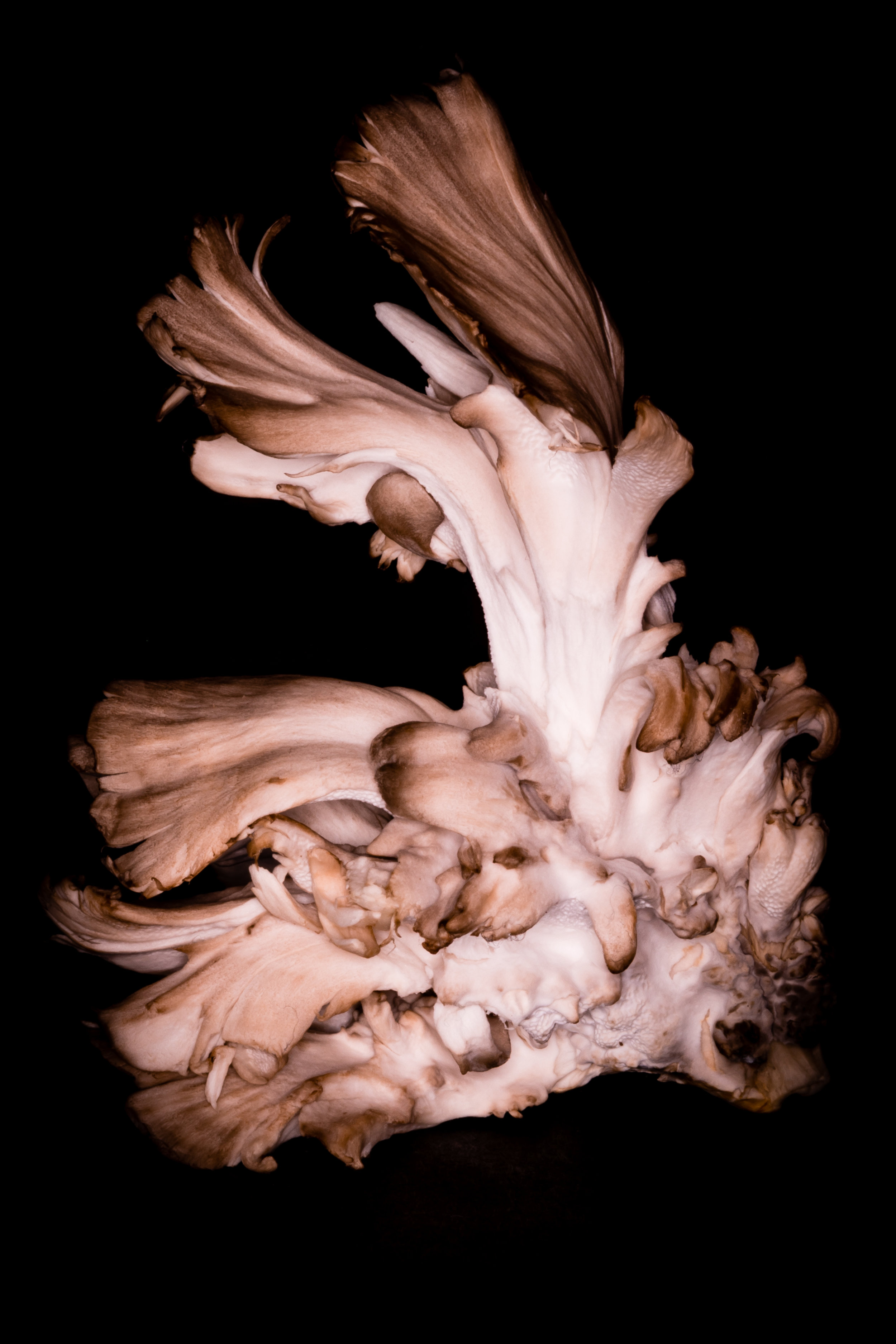 Maitake Mushroom Fashion Shoot San Fransisco, California