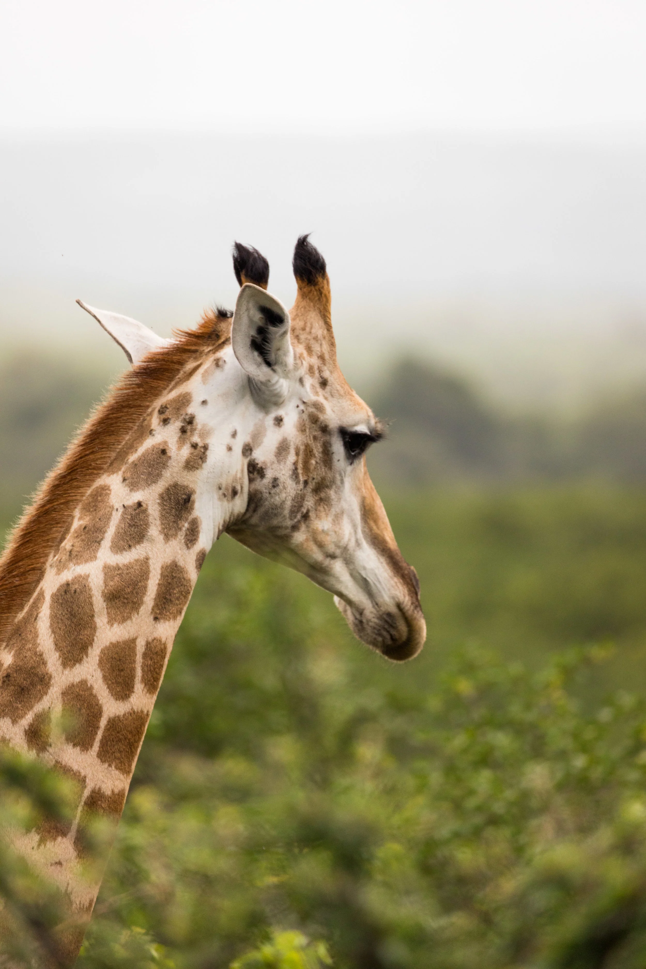 Giraffe Portrait Kruger National Park, South Africa