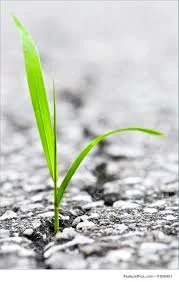 The Pavement is Dreaming of Grass