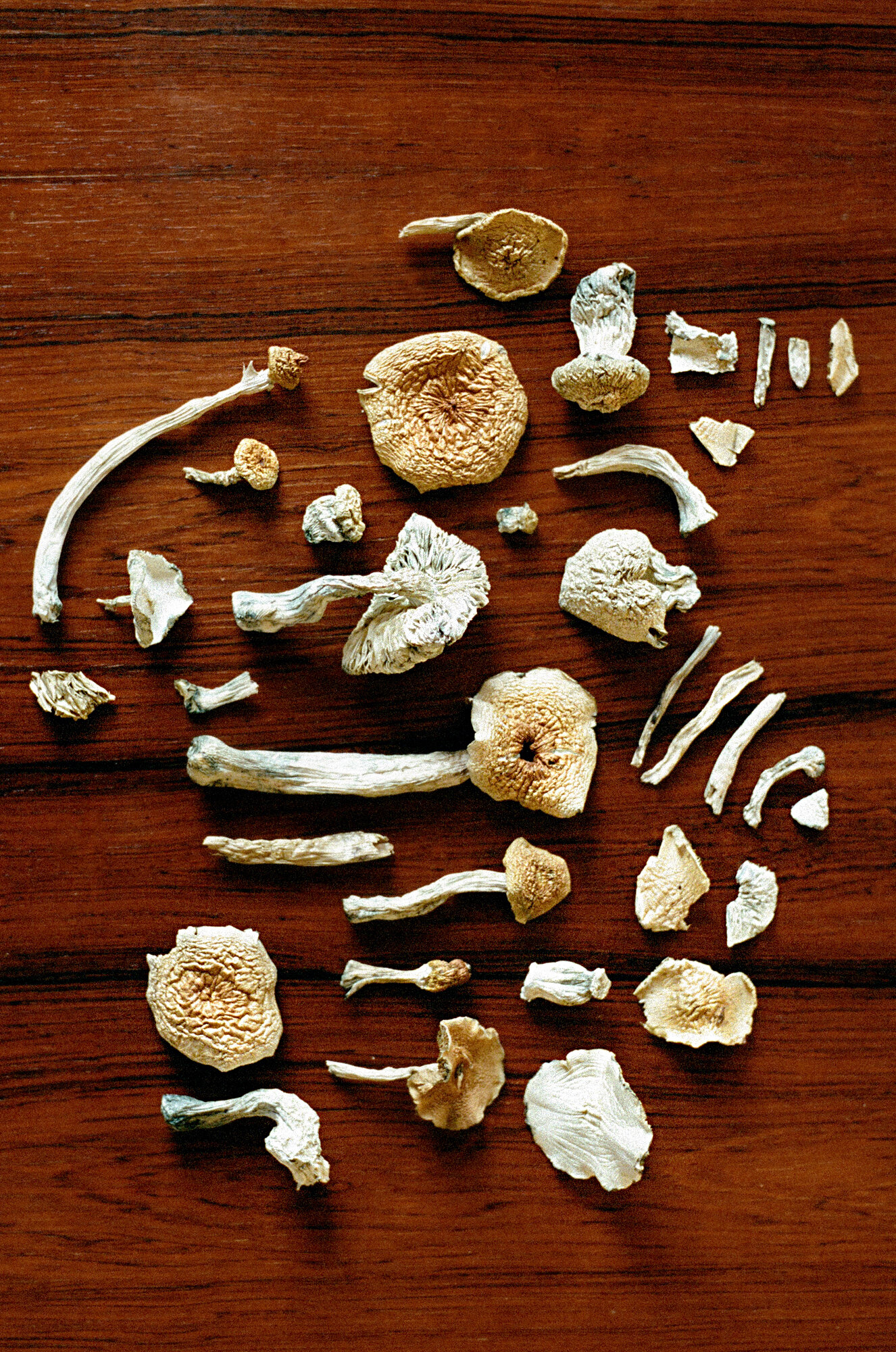 Assorted Mushrooms 