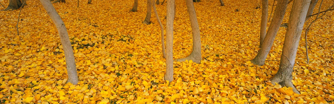 06.Aut Leaves.jpg