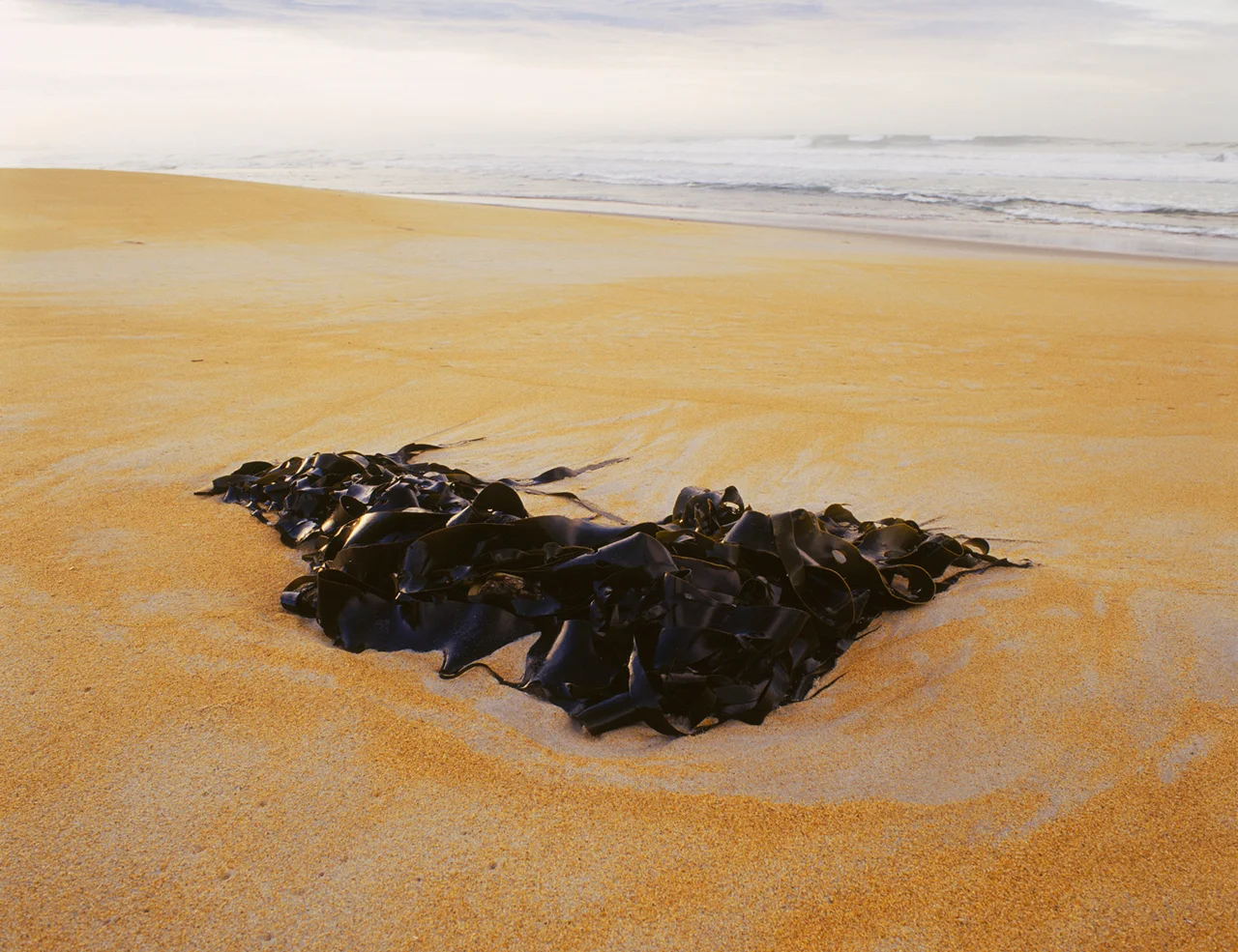 04.Dunedin Seaweed.jpg