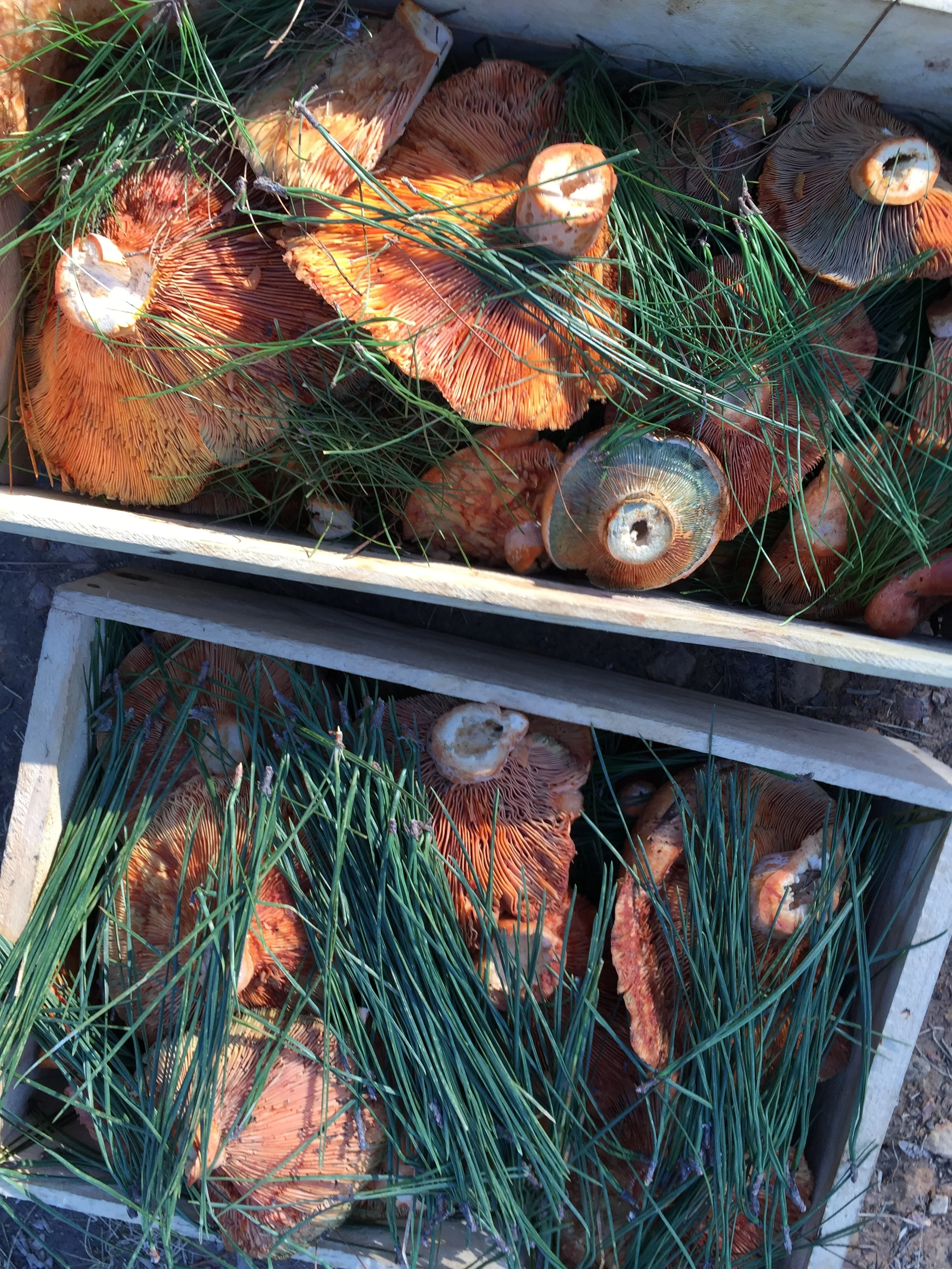 30688087963_bd40f515af_o.jpg