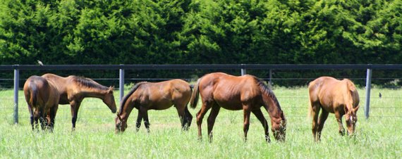 Think Big Stud has undergone significant pastoral development and is now one of Australia's finest nurseries