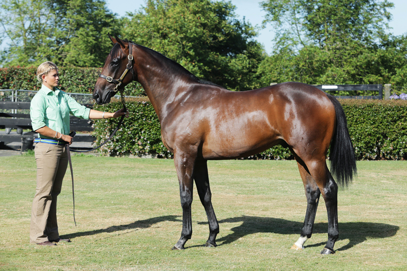 Rock And Swing (pictured as a yearling)