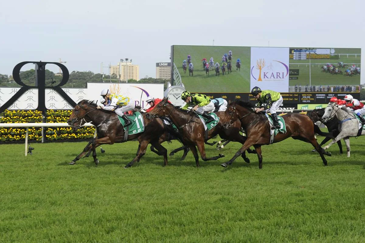 Yattarna - A $90,000 Magic Millions purchase by DGR Thoroughbred Services