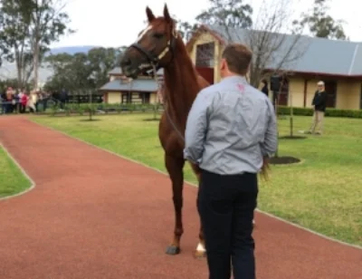 Eurozone on display at Newgate Farm, Hunter Valley