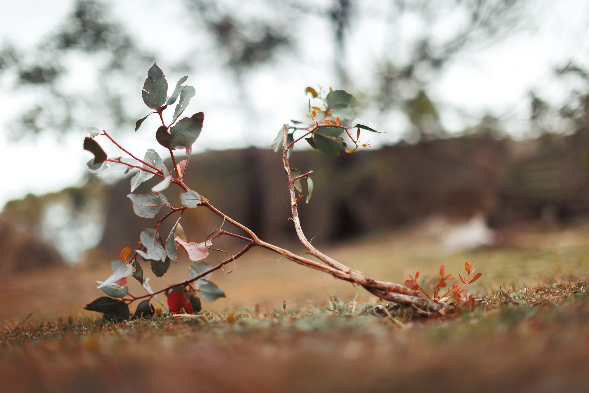 You Yangs Colour (High Res)-1.jpg