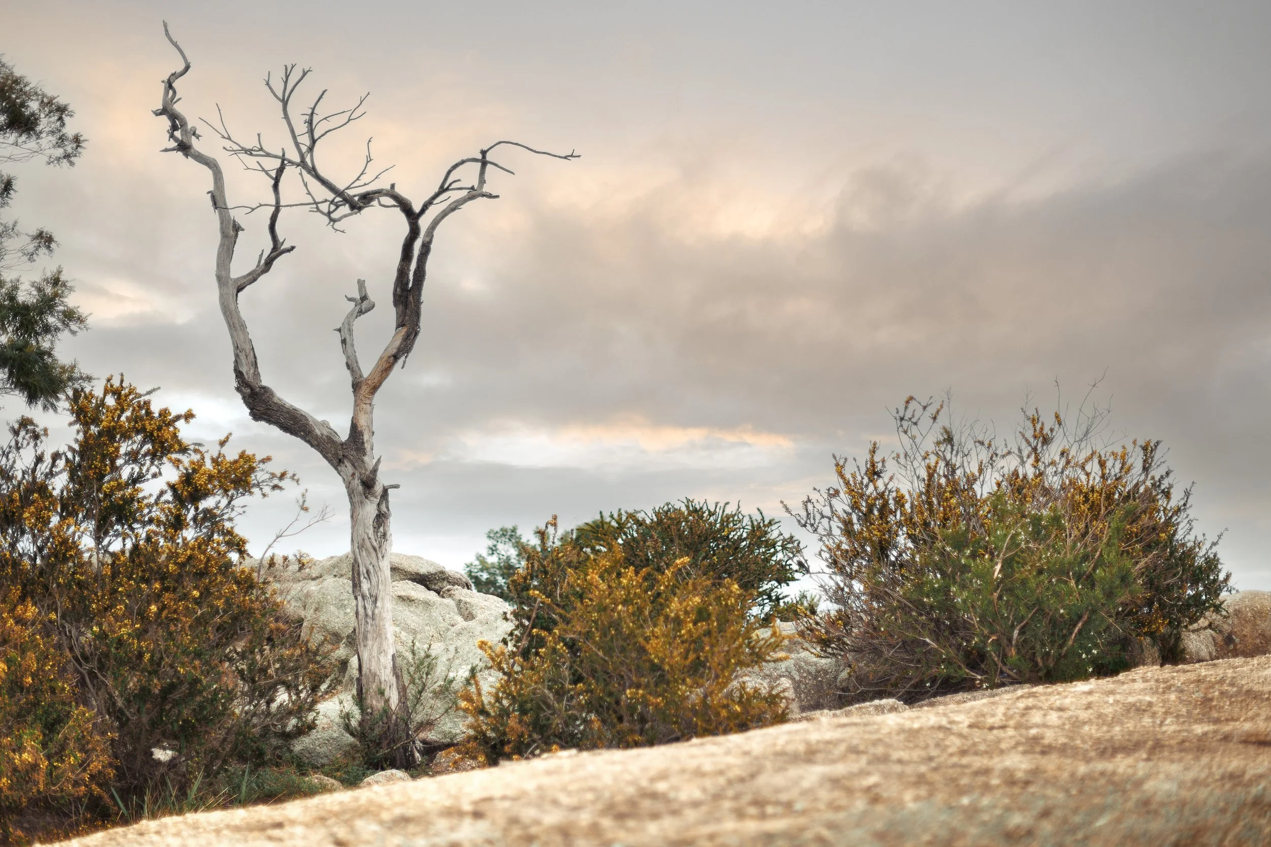 You Yangs Colour (High Res)-5.jpg