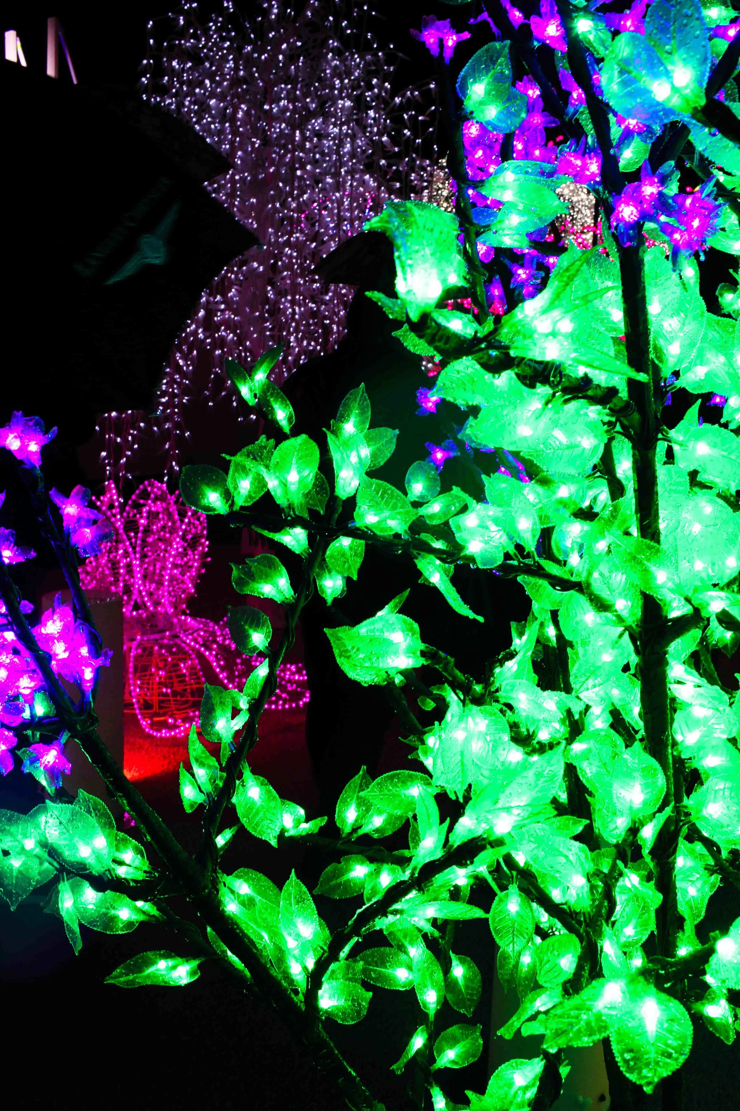 Aurora Fest (3 of 18).jpg
