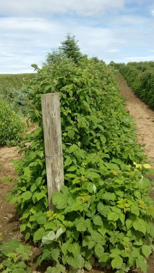 Home — Big Barn Brewing Company