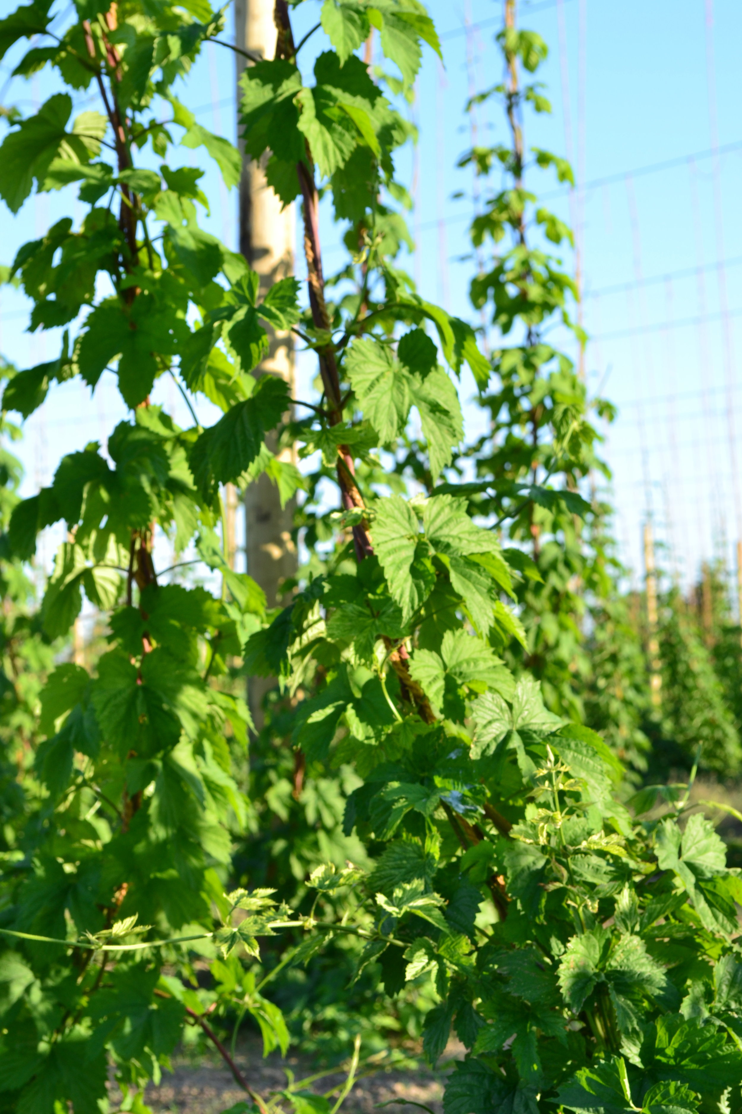 Our Beer — Big Barn Brewing Company