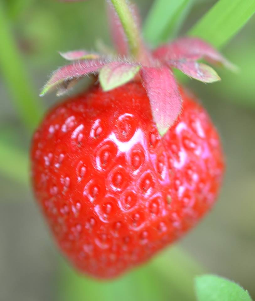 strawberry.jpg