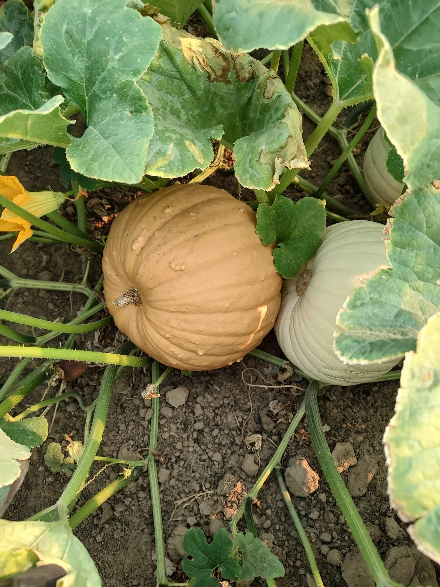 Field Report What's in Season? — Big Barn Brewing Company