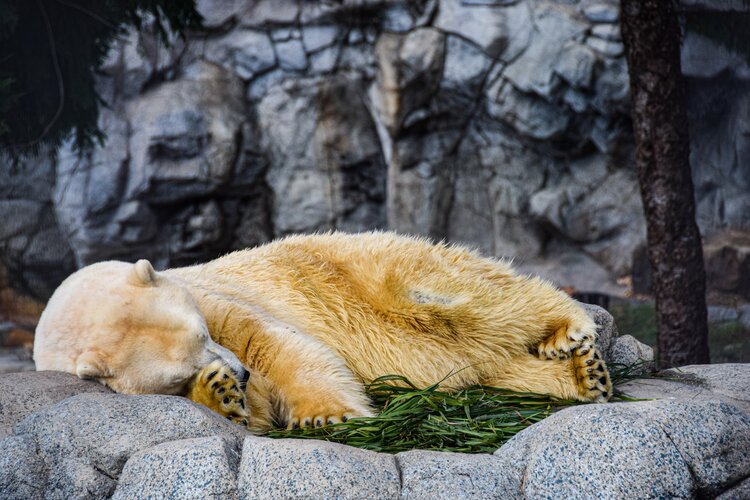 Many animals hibernate in the winter; some of us just feel like hibernating! :-) Polar bears, unlike other bears, don’t actually hibernate, though they enter a winter dormancy state.