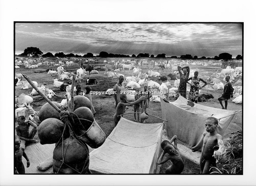 Cattle farmers in South Sudan risk having to migrate out of the area or die: a temperature increase as small as 2-3 degrees celsius will make the area too hot for humans to live in. Respectfully gathered from Eraker's Photoshelter website