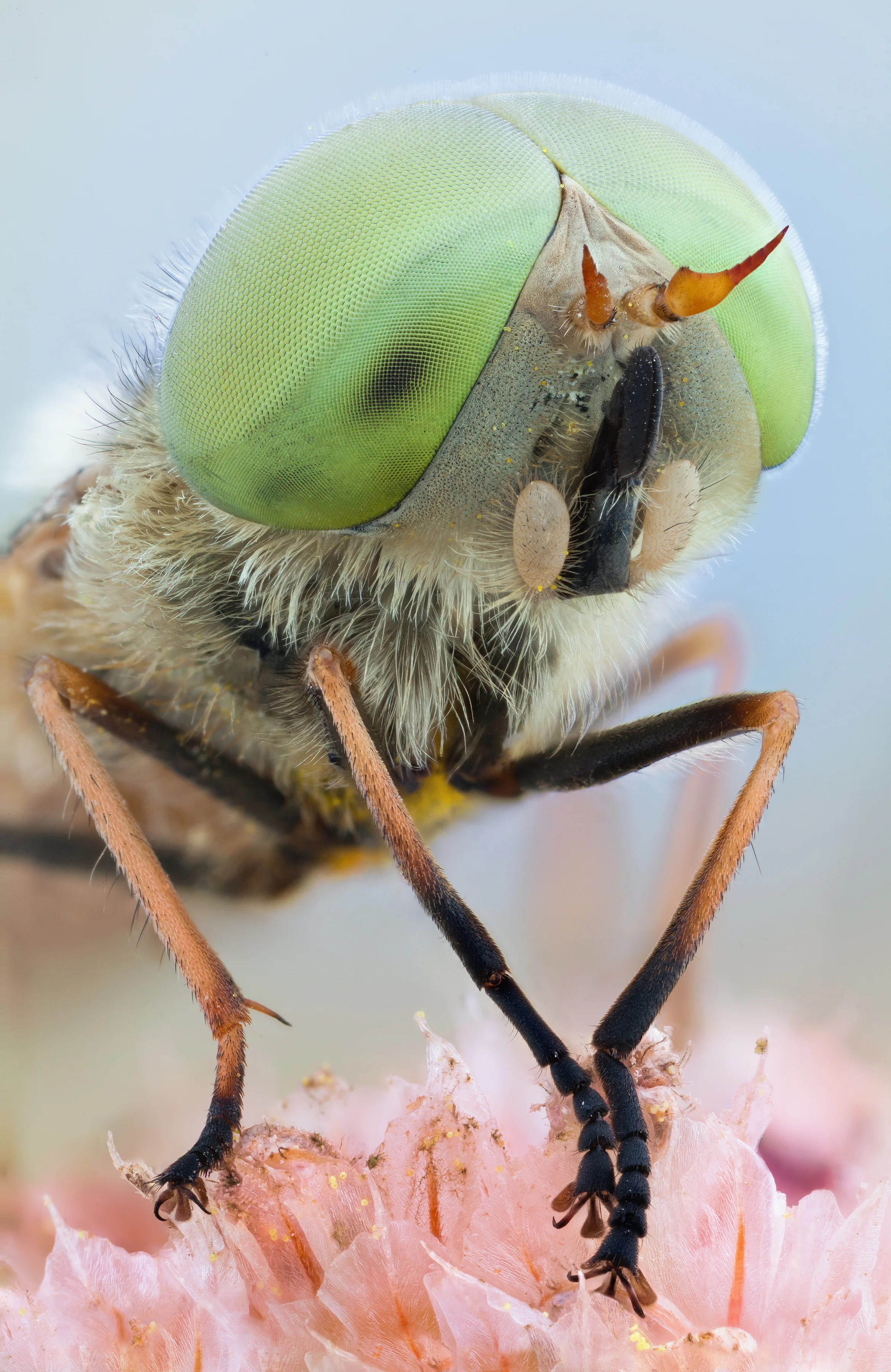 Atylotus portrait