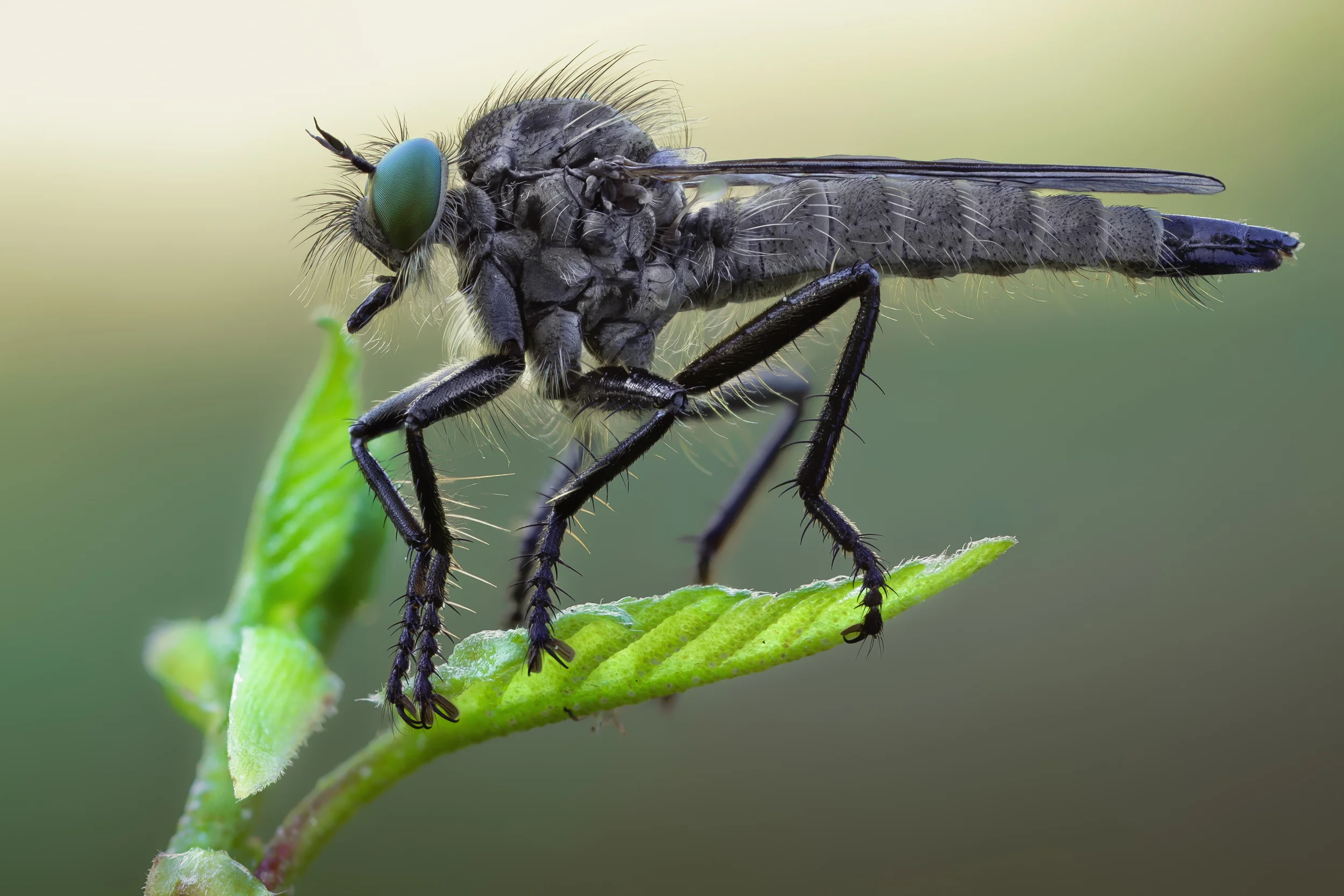 Robber on leaf