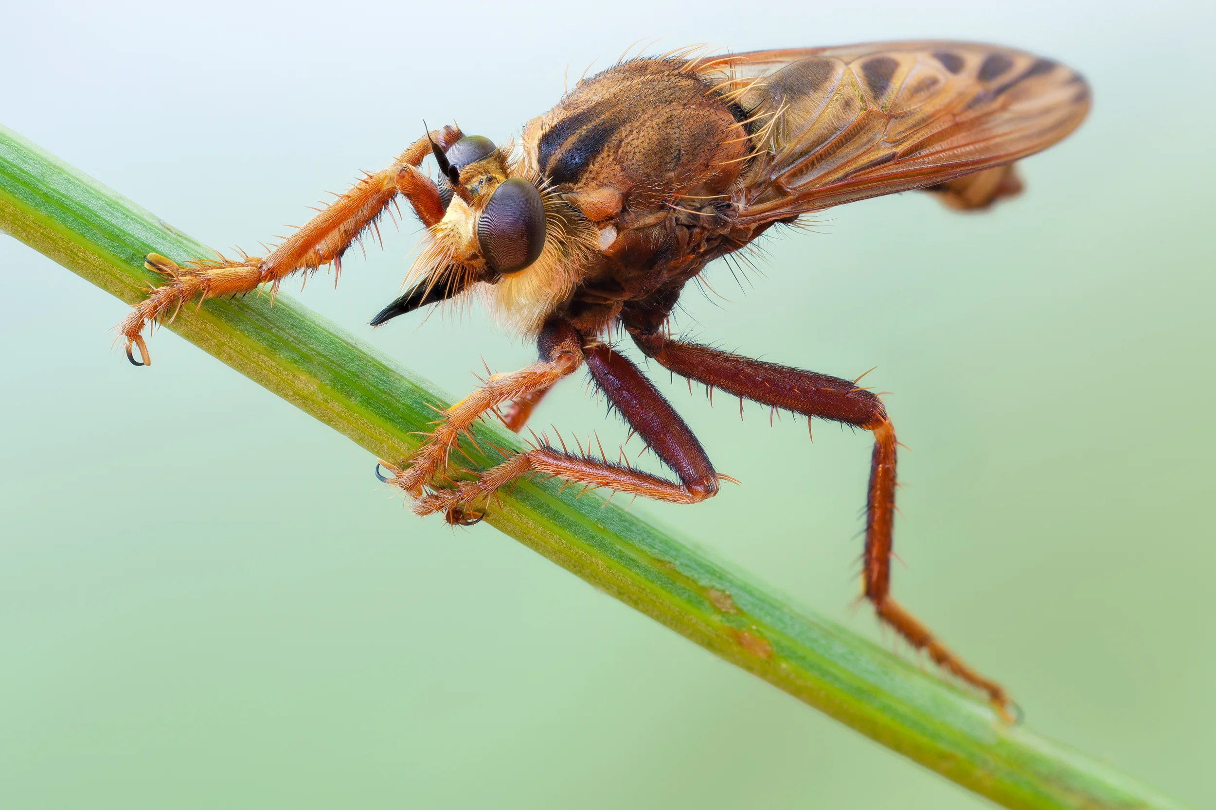 Hornet Robberfly II