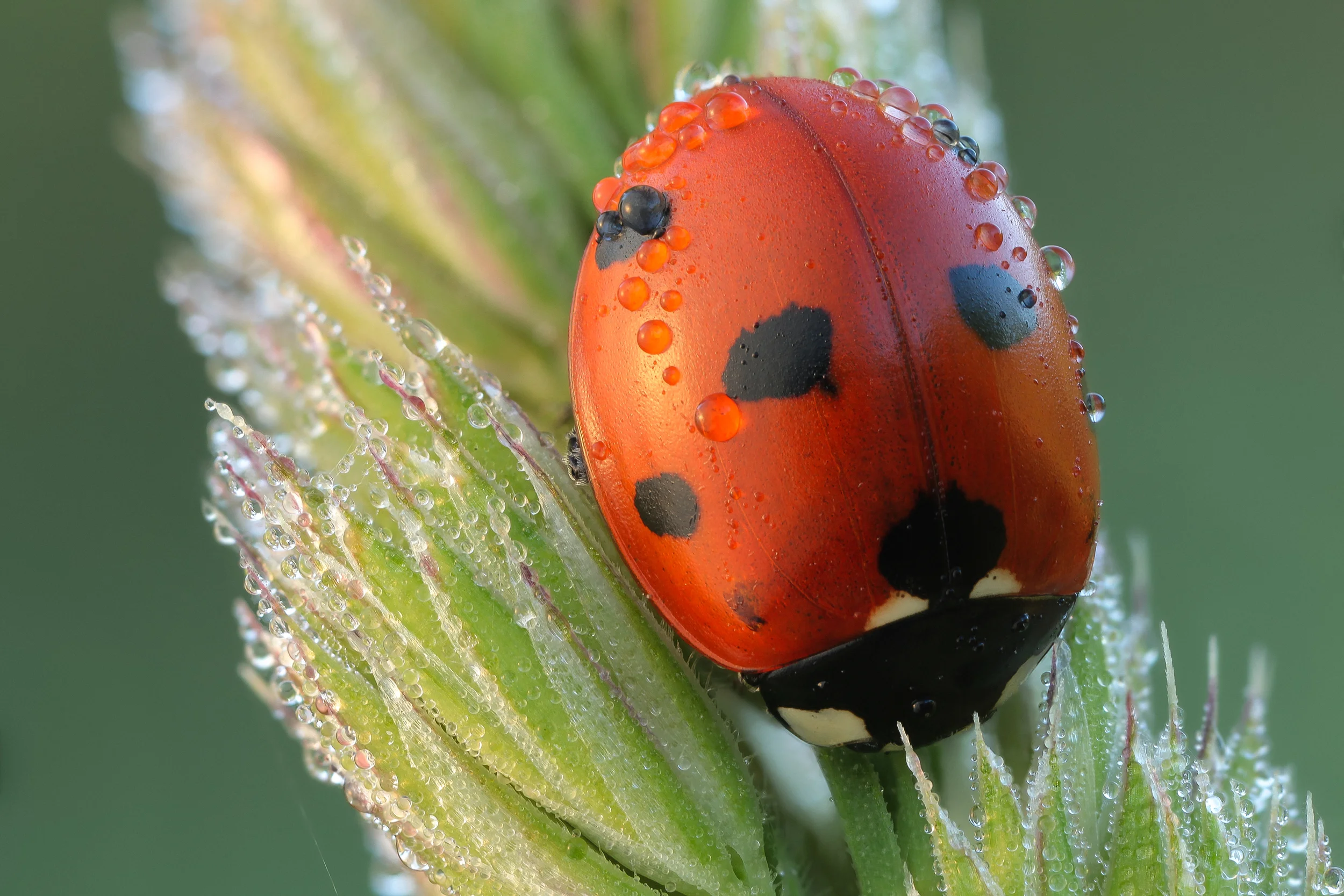 World's most photographed beetle?