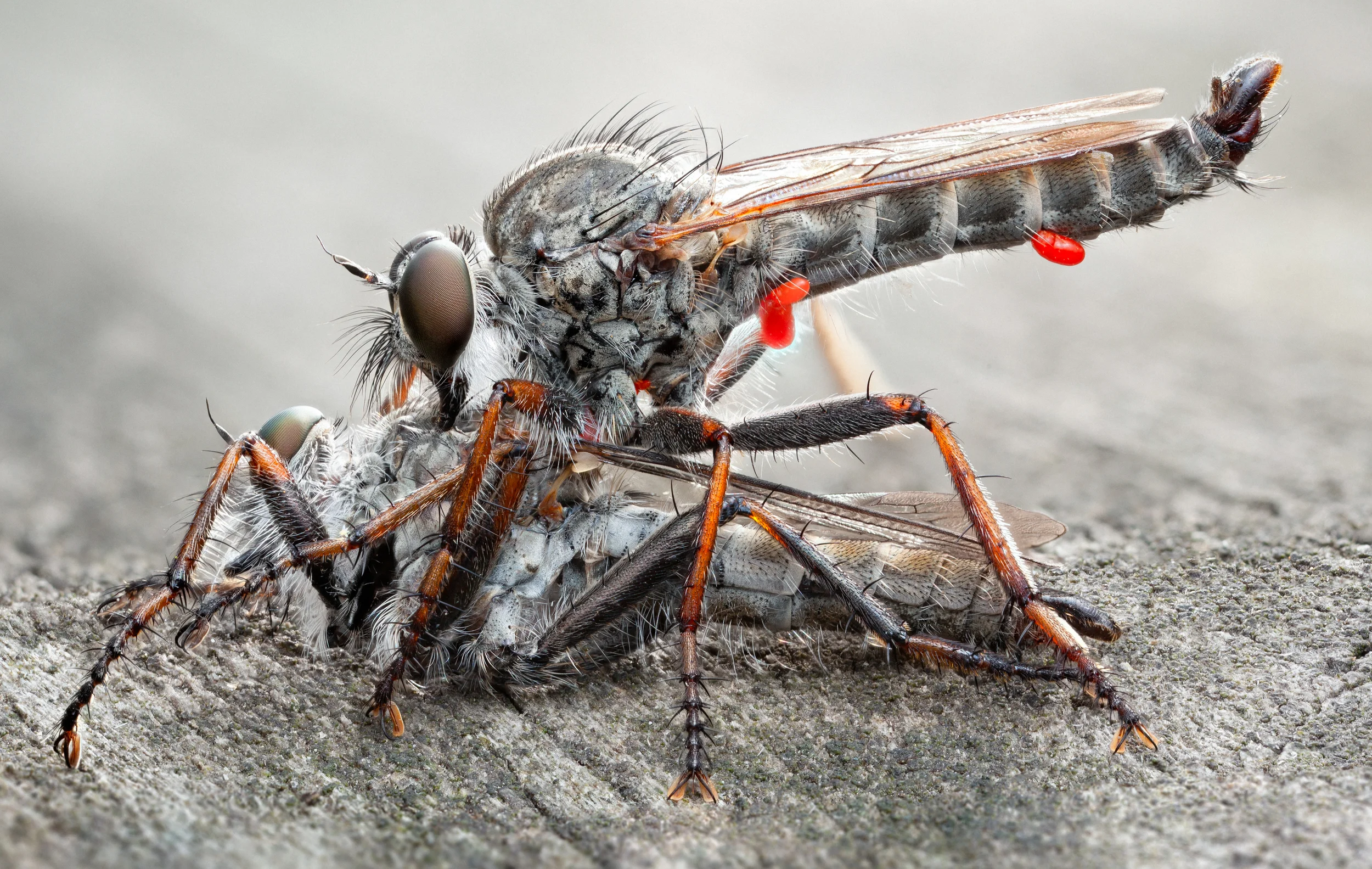  ♂♂  Machimus atricapillus (Tolmerus atricapillus)  Size: 14 mm  A male robberfly feeding on a defeated rival.&nbsp;  This is a handheld mixed light stack shot in August 2014.  16 exposures stacked in Zerene Stacker.&nbsp;  Canon 5DmkII, Canon MP-E65