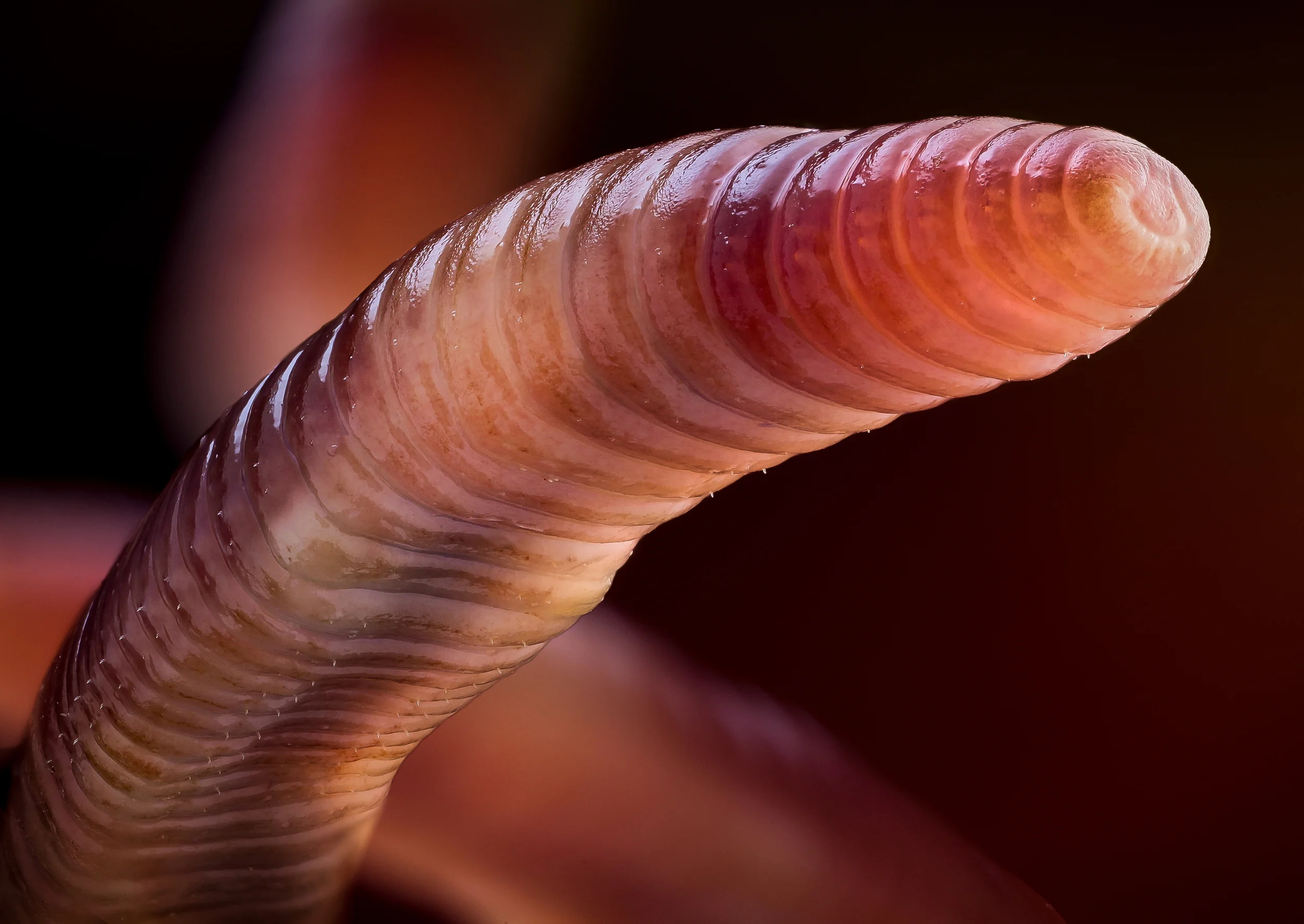 Earthworm in the studio II