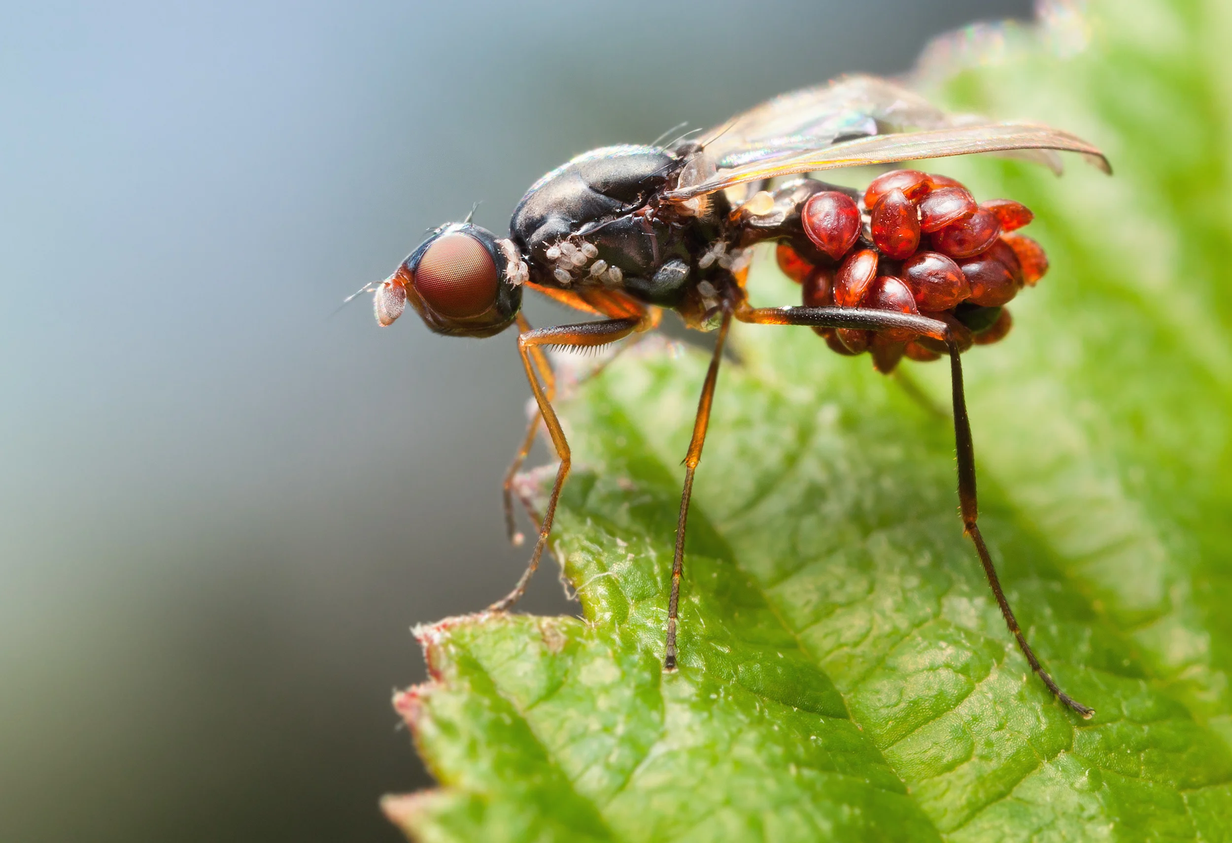 Mite covered ensign fly