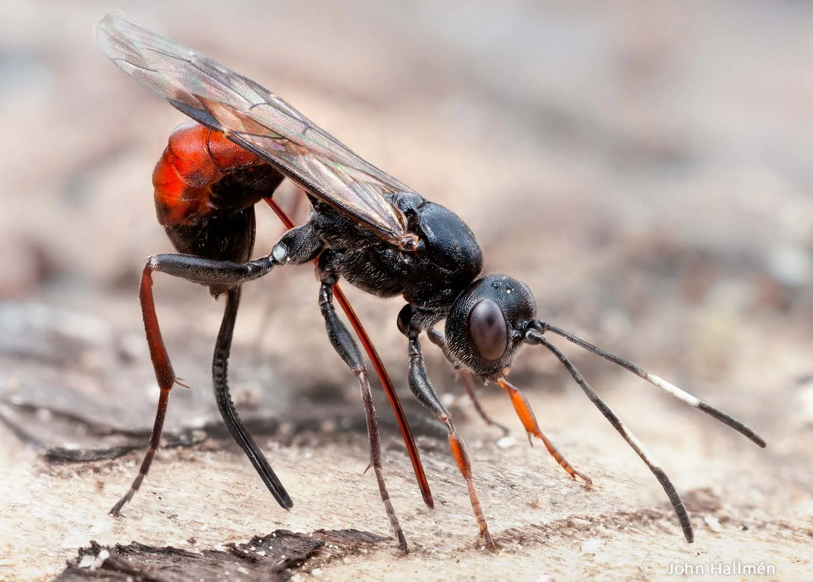 Drilling for hosts II