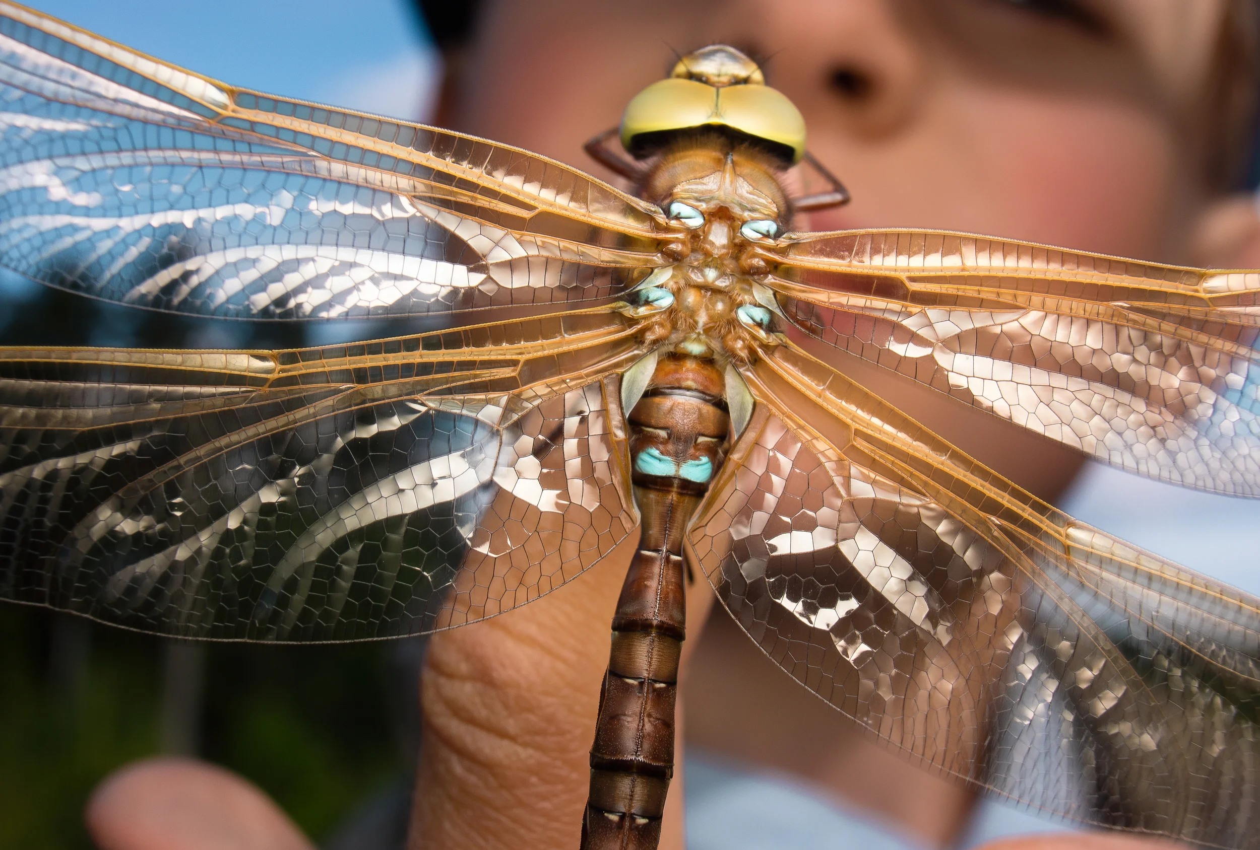 Brown Hawker Encounter