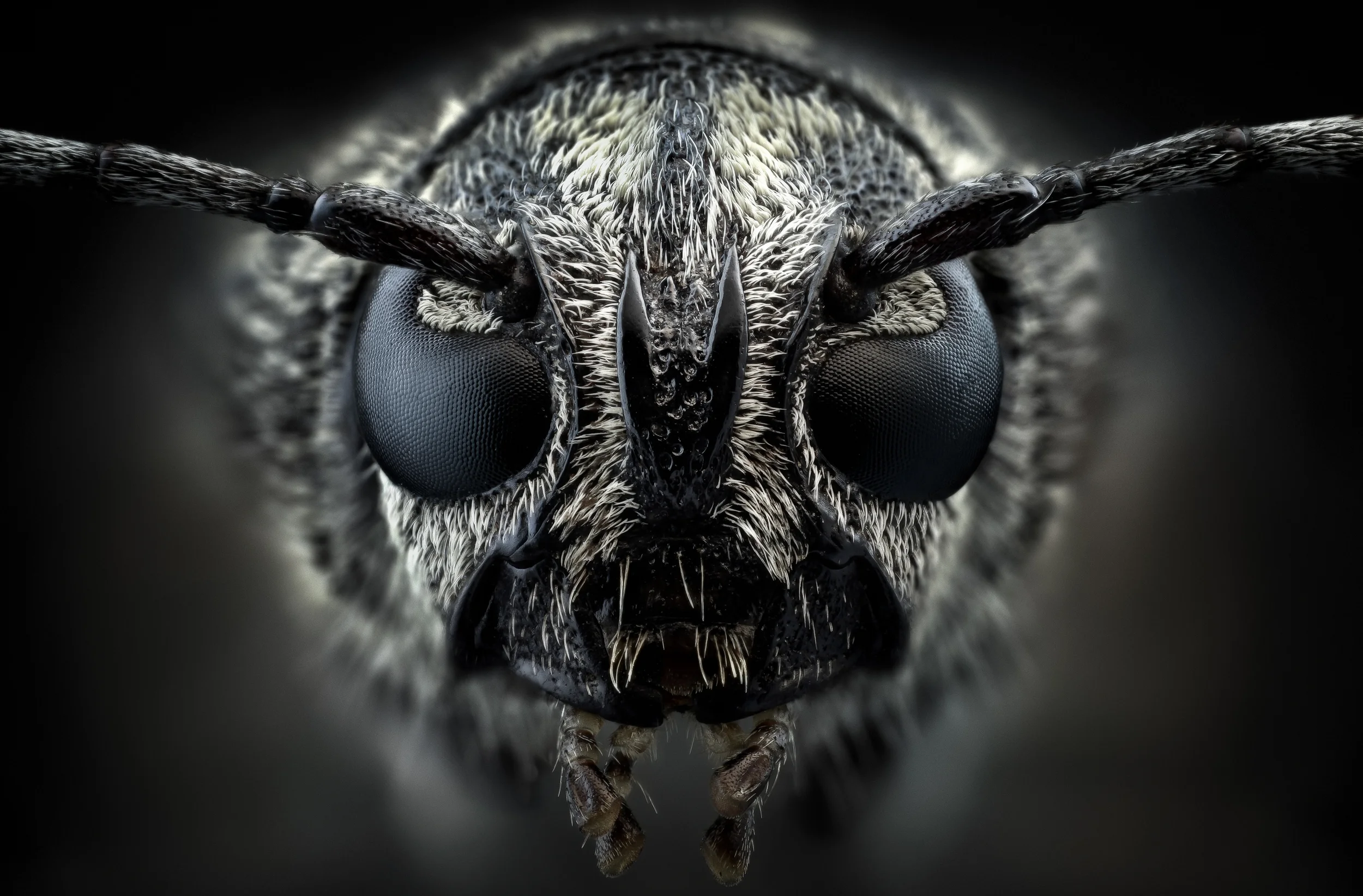 Studio stack: Xylotrechus