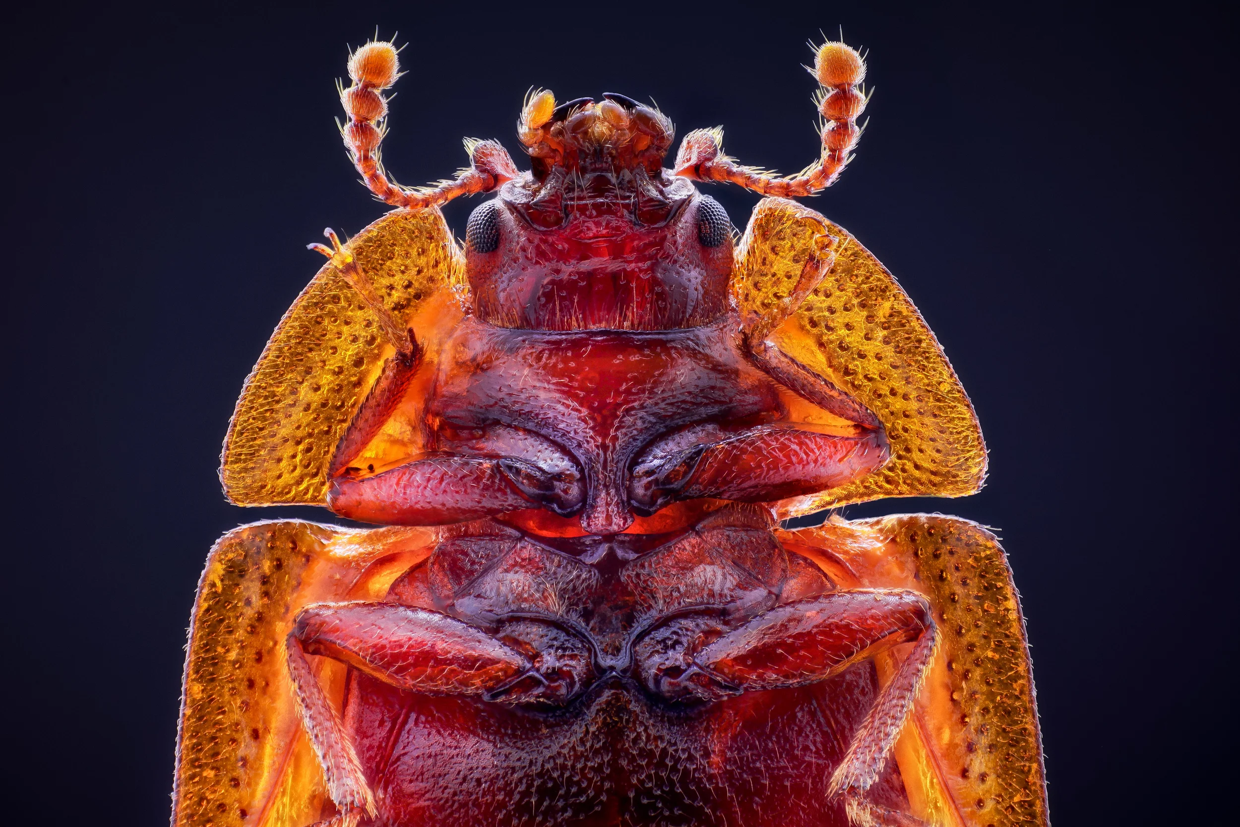 Studio stack: Ostoma