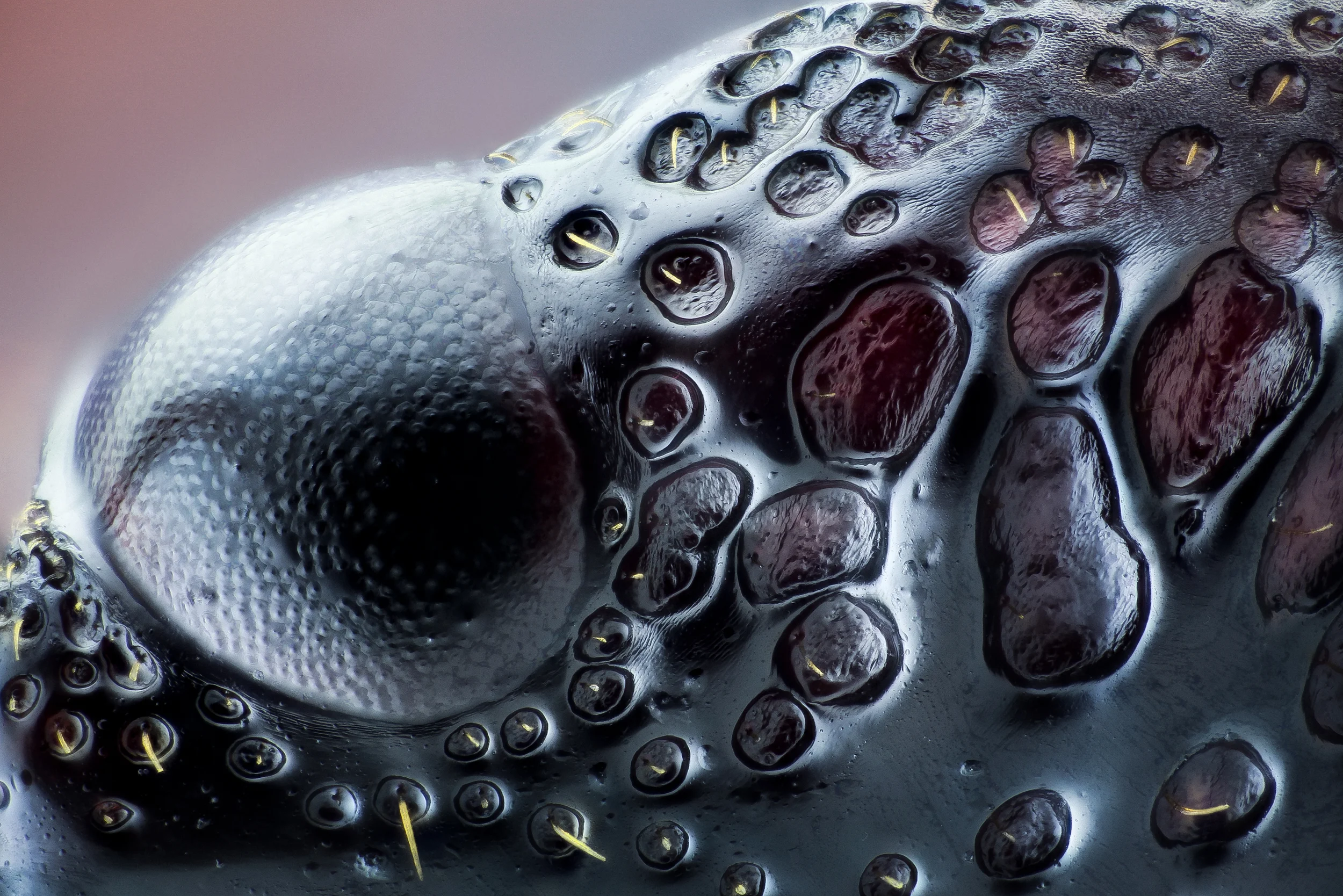 Studio stack: Ceruchus eye, 20X