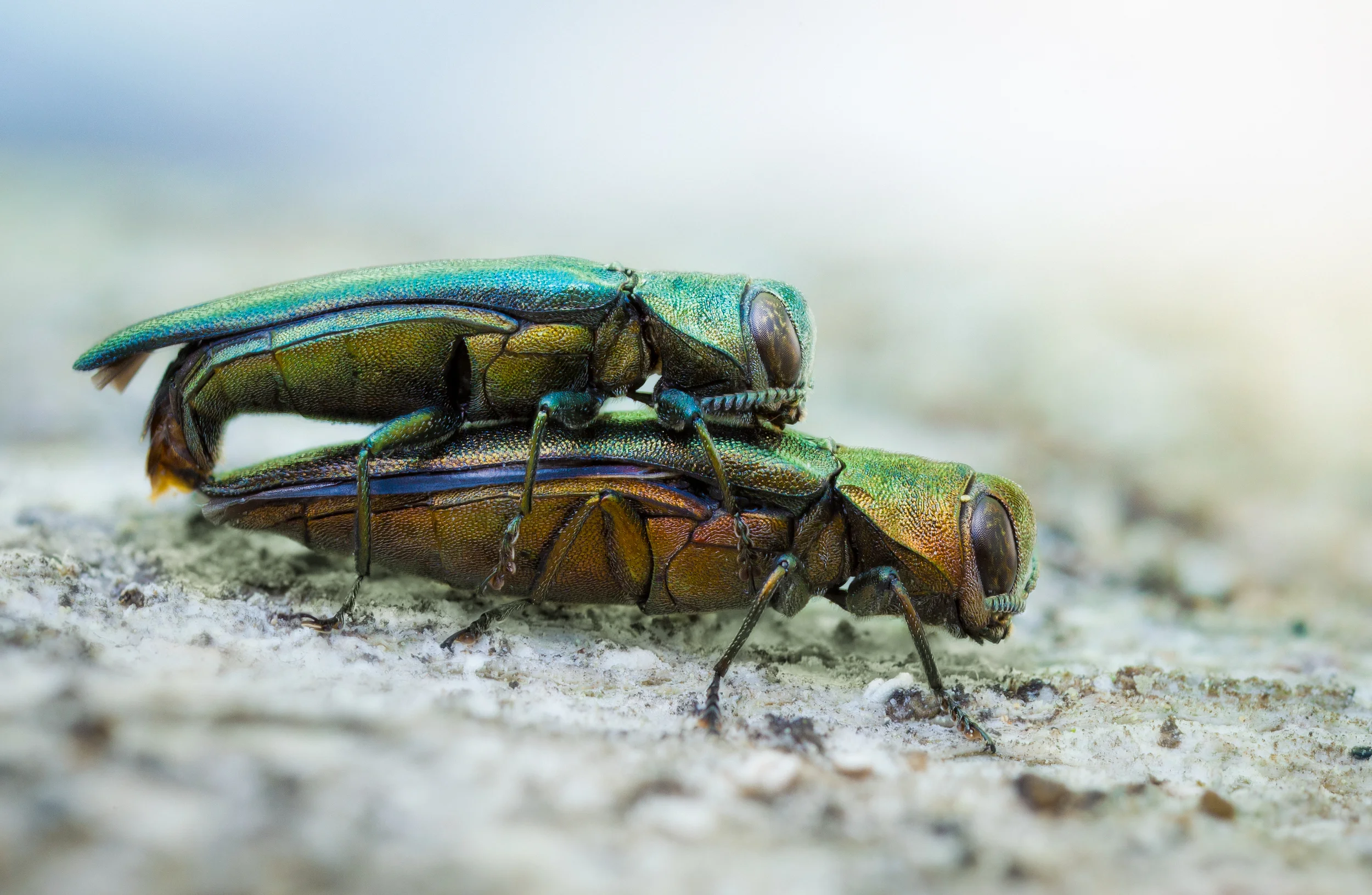Mating Jewel Beetles