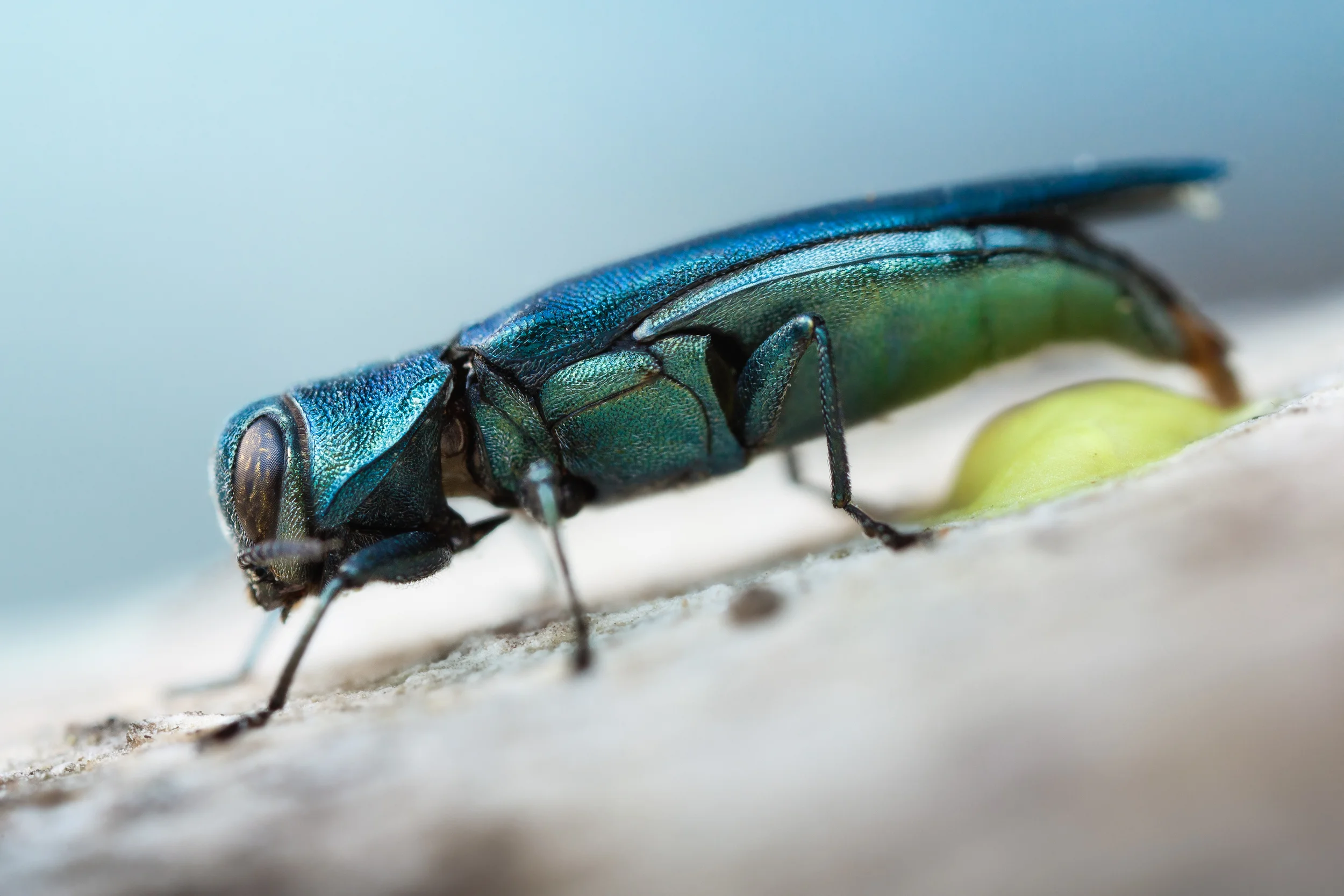 Egg laying Jewel Beetle