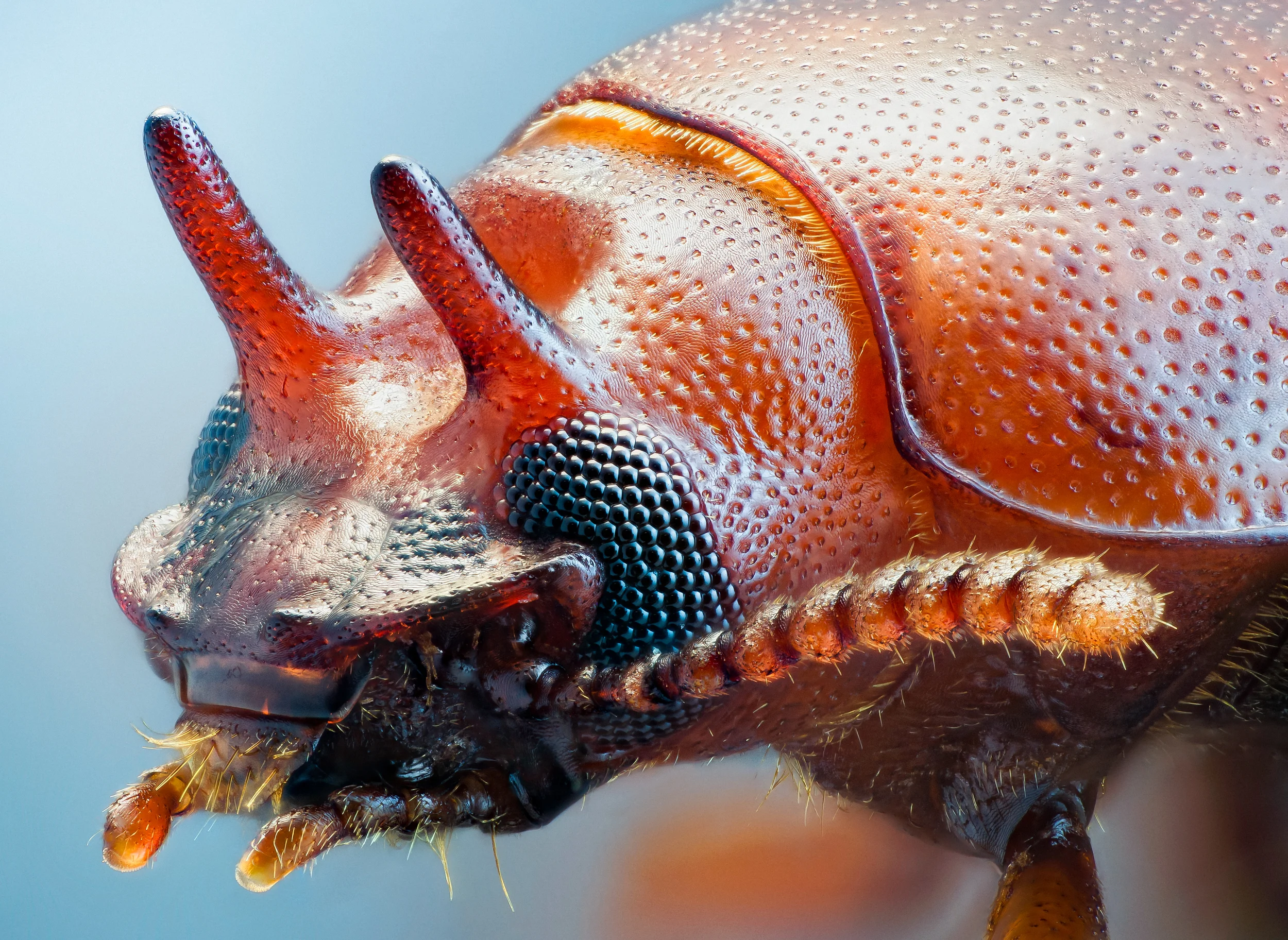 Studio stack: Neomida